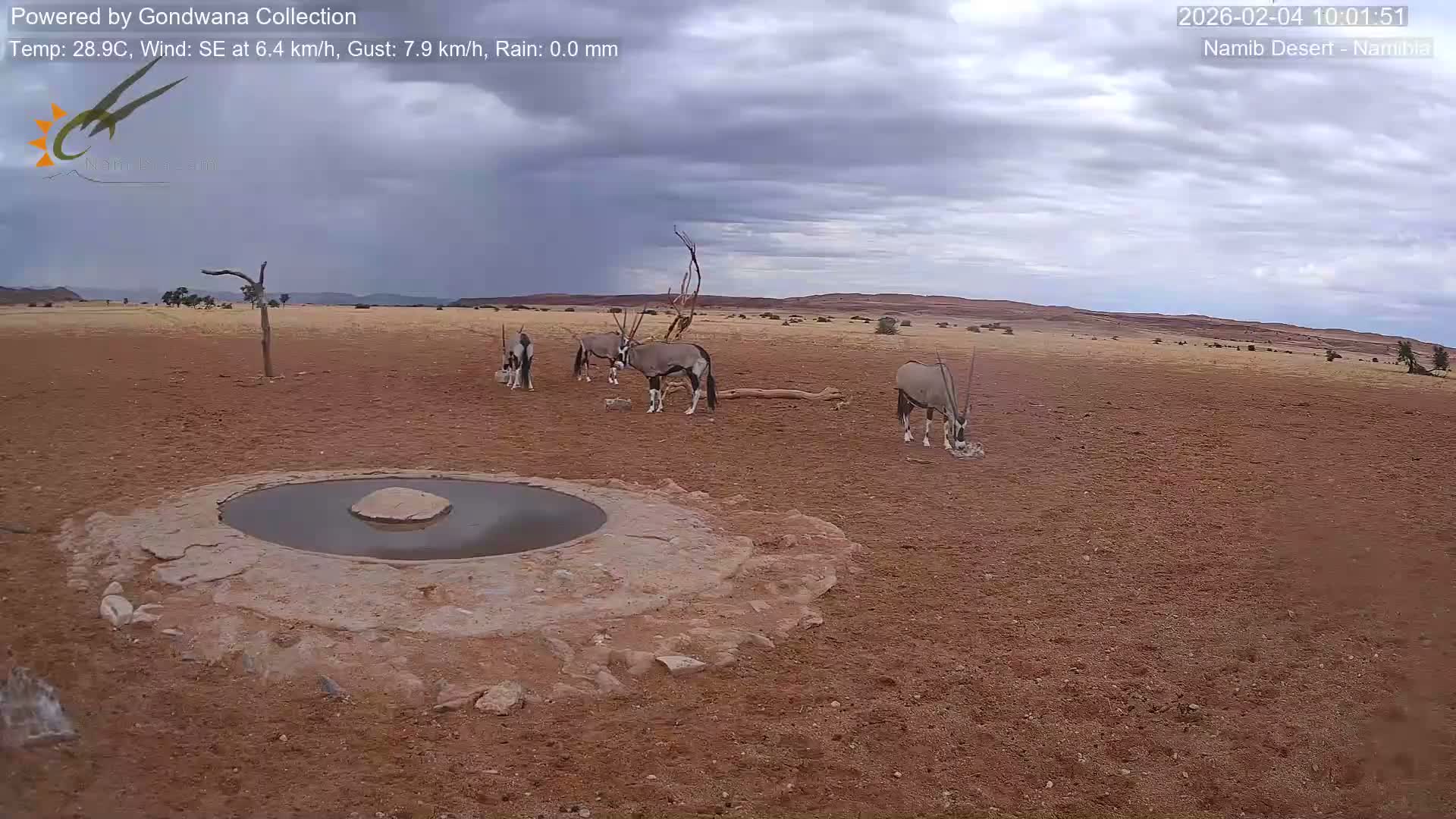 Wild Life in Namib Desert Naukluft National Park Live Cam - Maltahohe, Hardap,  Namibia