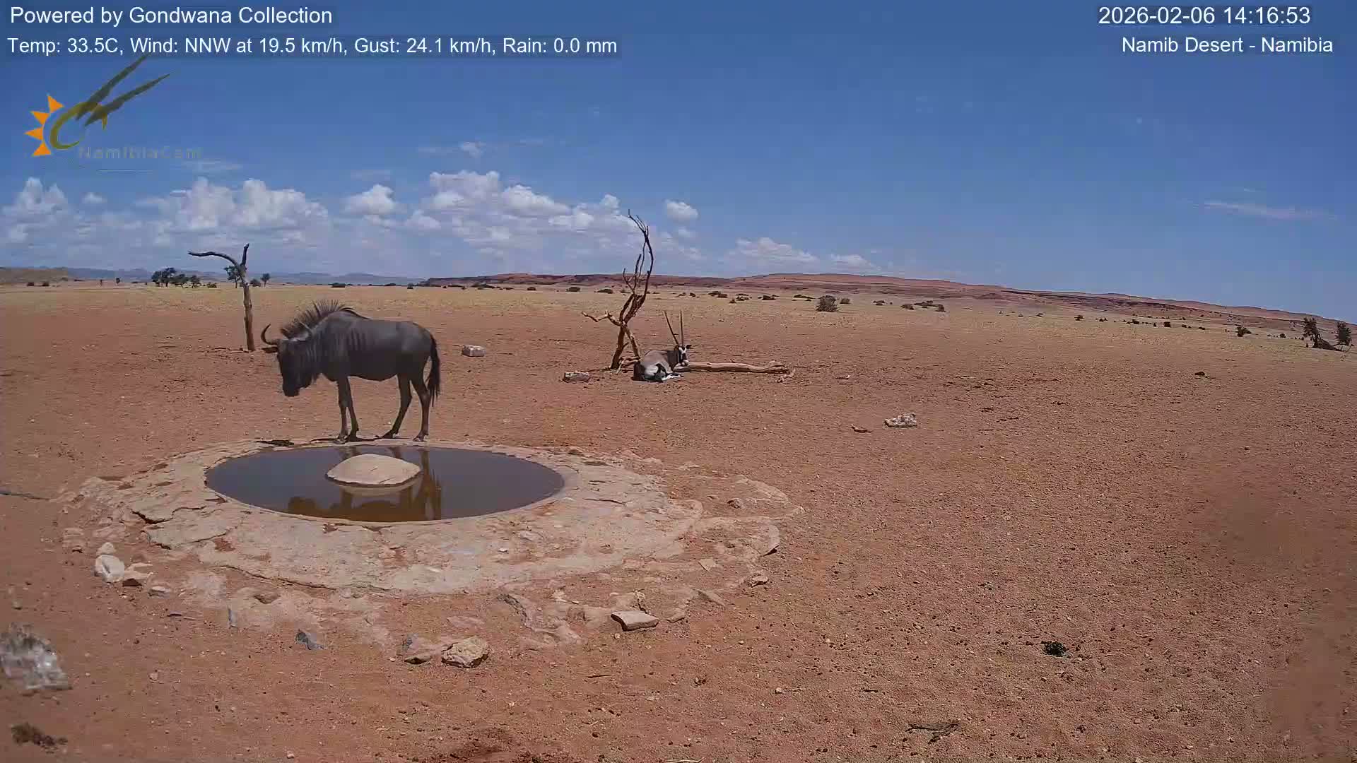 Wild Life in Namib Desert Naukluft National Park Live Cam - Maltahohe, Hardap,  Namibia