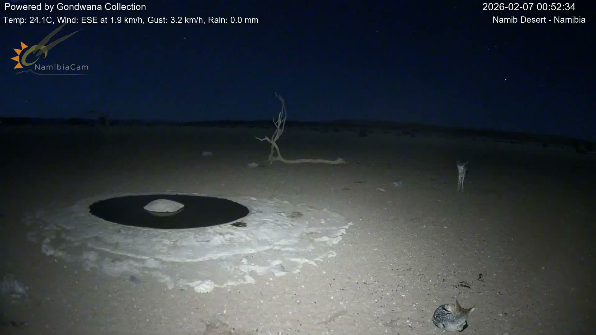 Wild Life in Namib Desert Naukluft National Park Live Cam - Maltahohe, Hardap,  Namibia