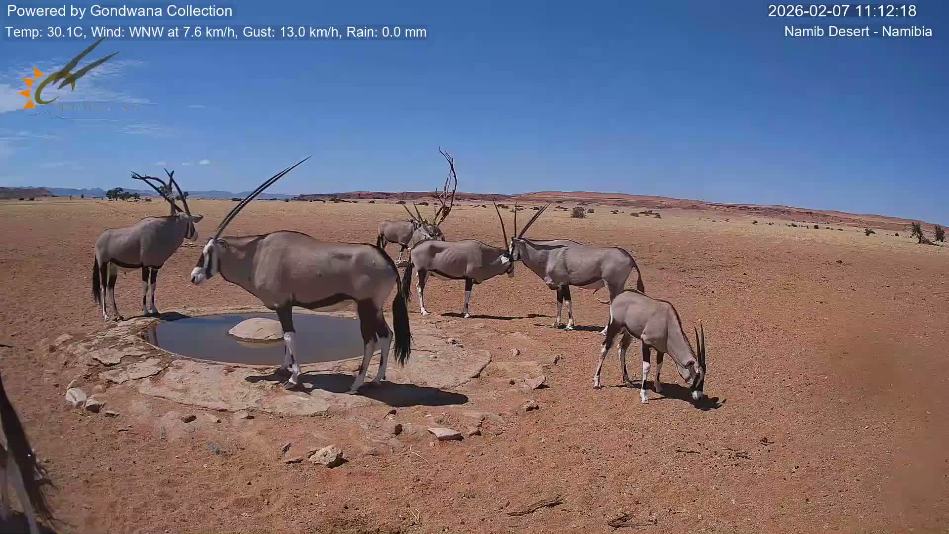Wild Life in Namib Desert Naukluft National Park Live Cam - Maltahohe, Hardap,  Namibia