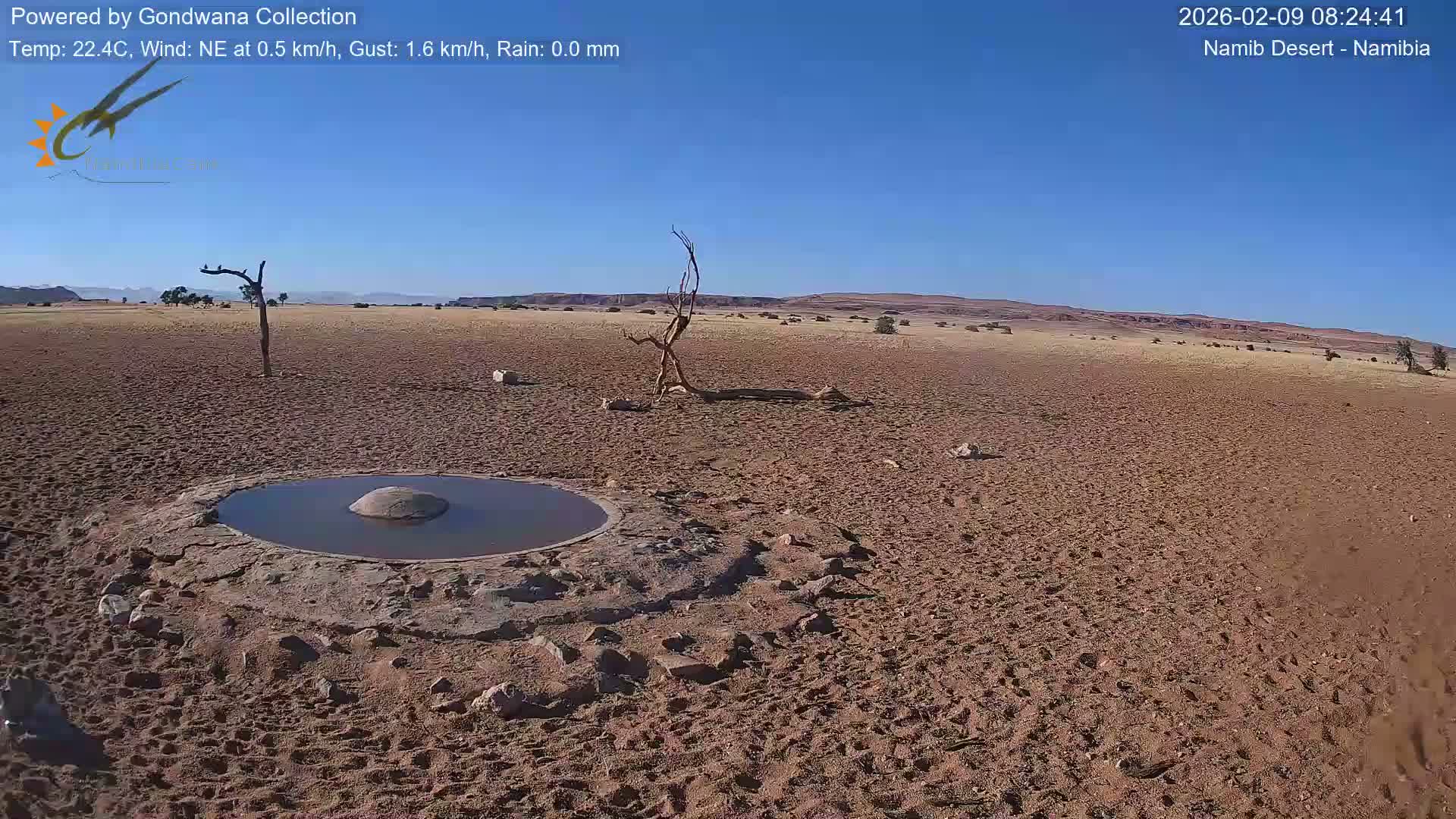 Wild Life in Namib Desert Naukluft National Park Live Cam - Maltahohe, Hardap,  Namibia