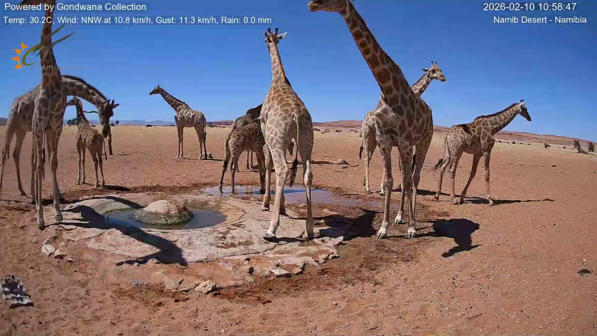 Wild Life in Namib Desert Naukluft National Park Live Cam - Maltahohe, Hardap,  Namibia