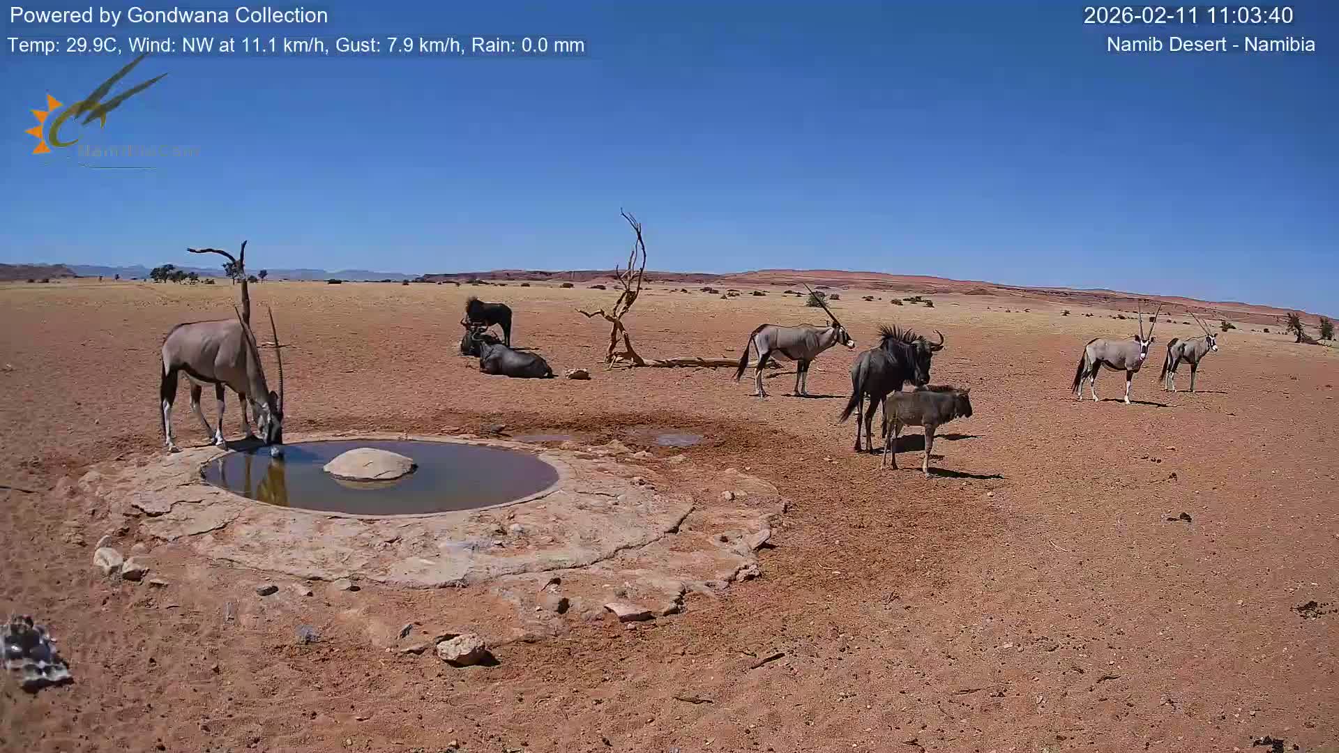 Wild Life in Namib Desert Naukluft National Park Live Cam - Maltahohe, Hardap,  Namibia