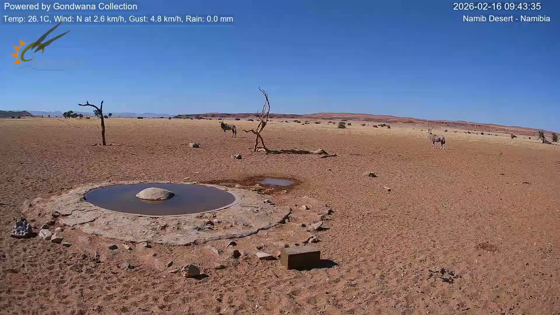 Wild Life in Namib Desert Naukluft National Park Live Cam - Maltahohe, Hardap,  Namibia