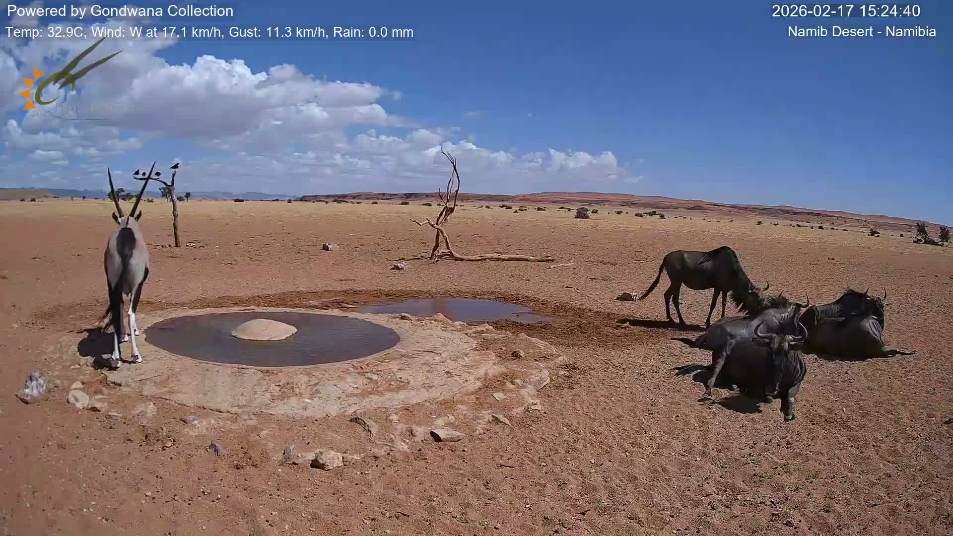 Wild Life in Namib Desert Naukluft National Park Live Cam - Maltahohe, Hardap,  Namibia