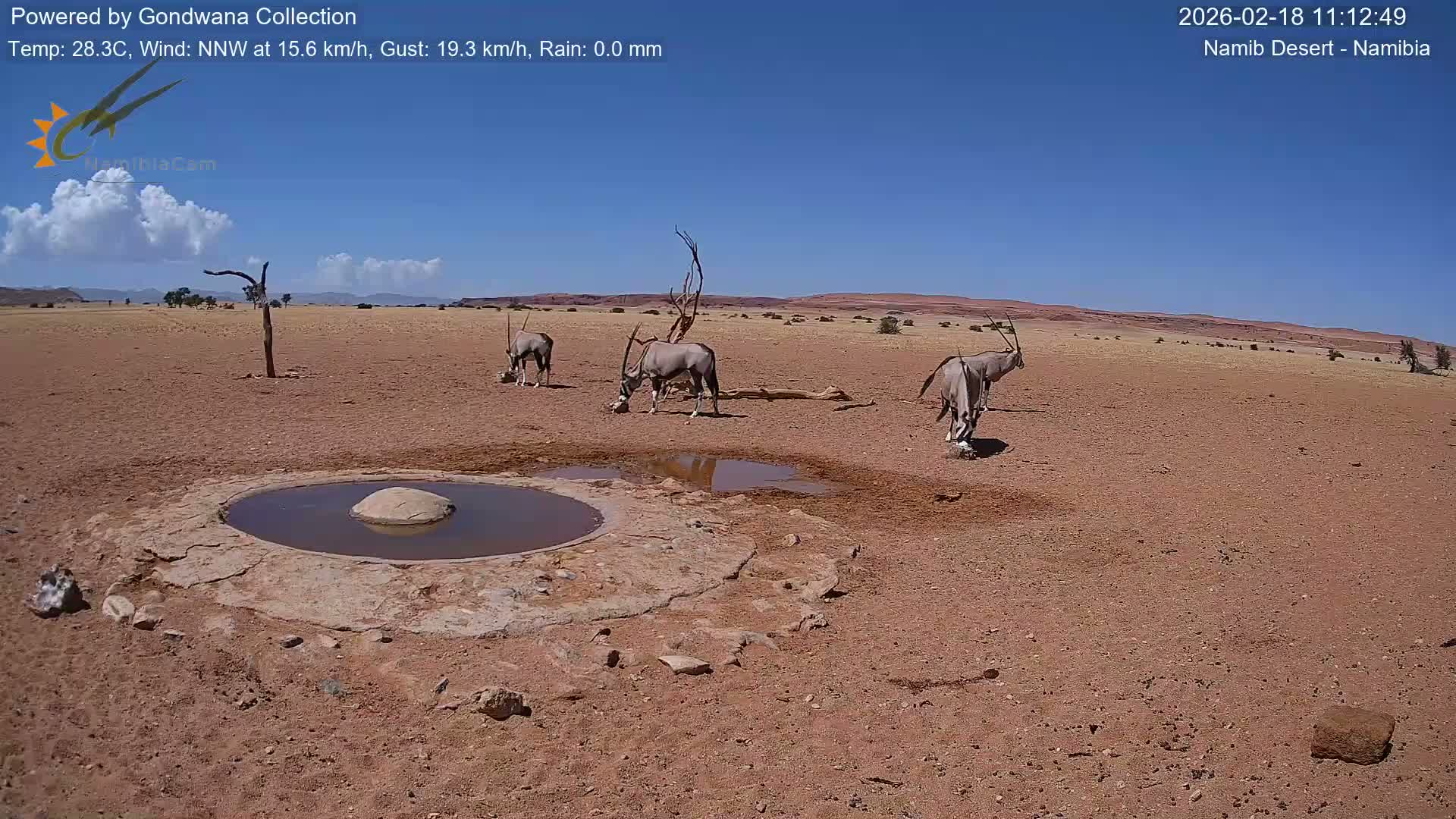 Wild Life in Namib Desert Naukluft National Park Live Cam - Maltahohe, Hardap,  Namibia