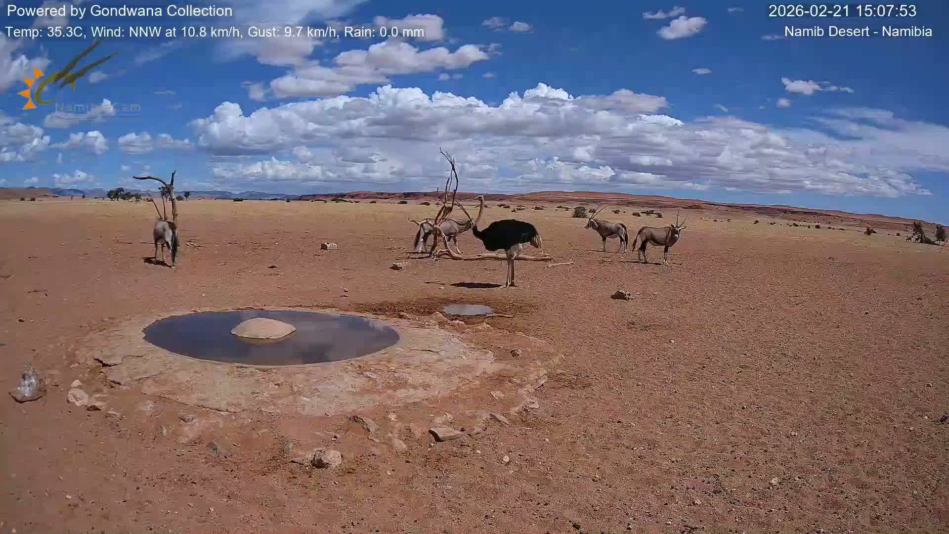 Wild Life in Namib Desert Naukluft National Park Live Cam - Maltahohe, Hardap,  Namibia