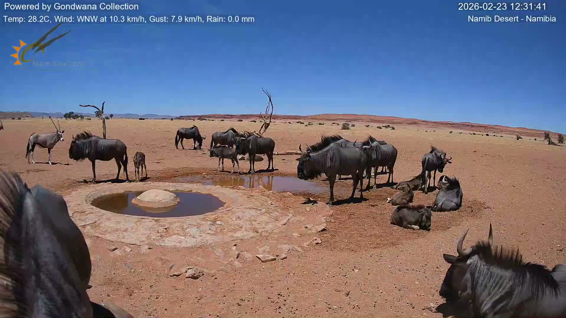Wild Life in Namib Desert Naukluft National Park Live Cam - Maltahohe, Hardap,  Namibia