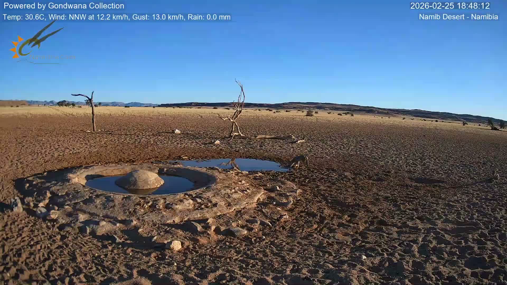 Wild Life in Namib Desert Naukluft National Park Live Cam - Maltahohe, Hardap,  Namibia