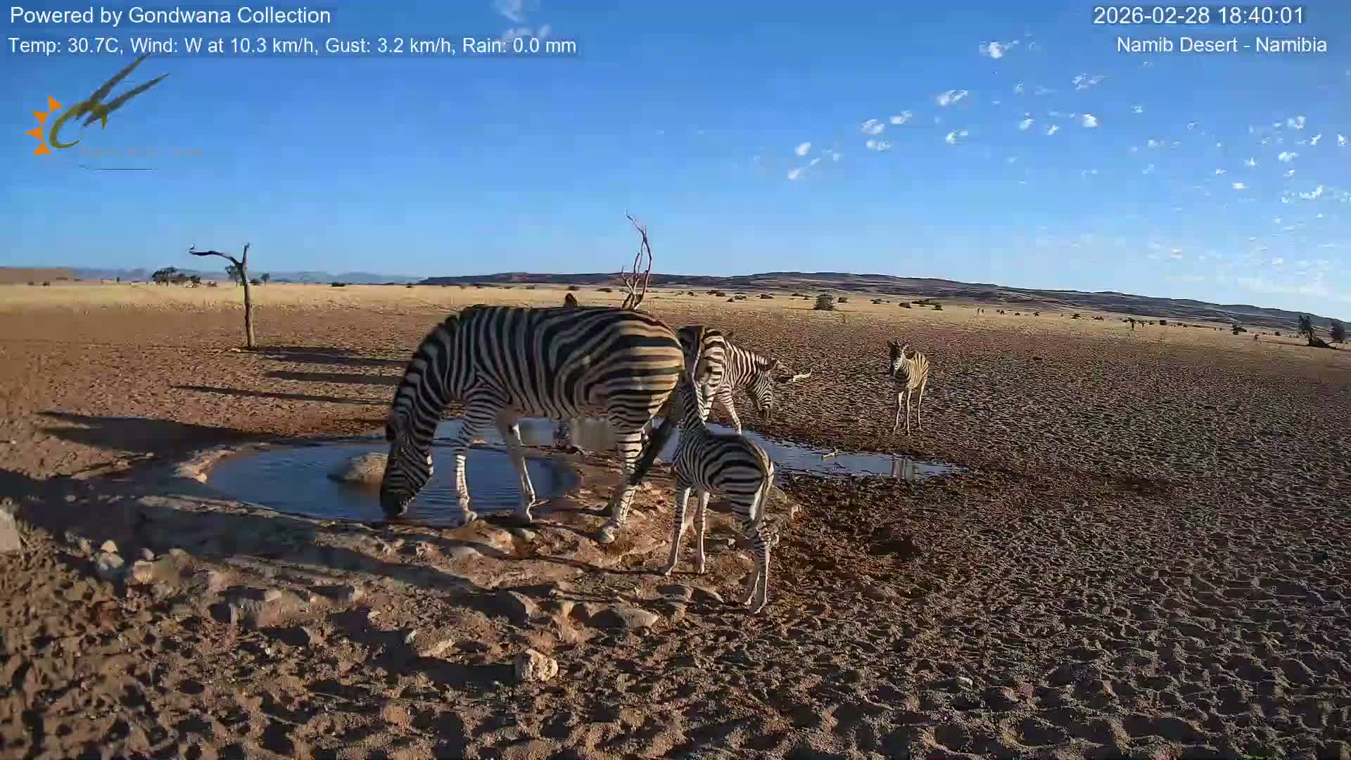 Wild Life in Namib Desert Naukluft National Park Live Cam - Maltahohe, Hardap,  Namibia