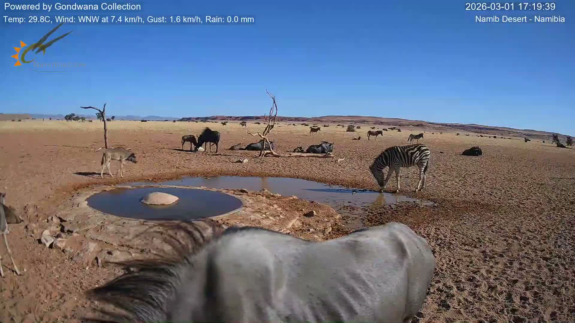 Wild Life in Namib Desert Naukluft National Park Live Cam - Maltahohe, Hardap,  Namibia
