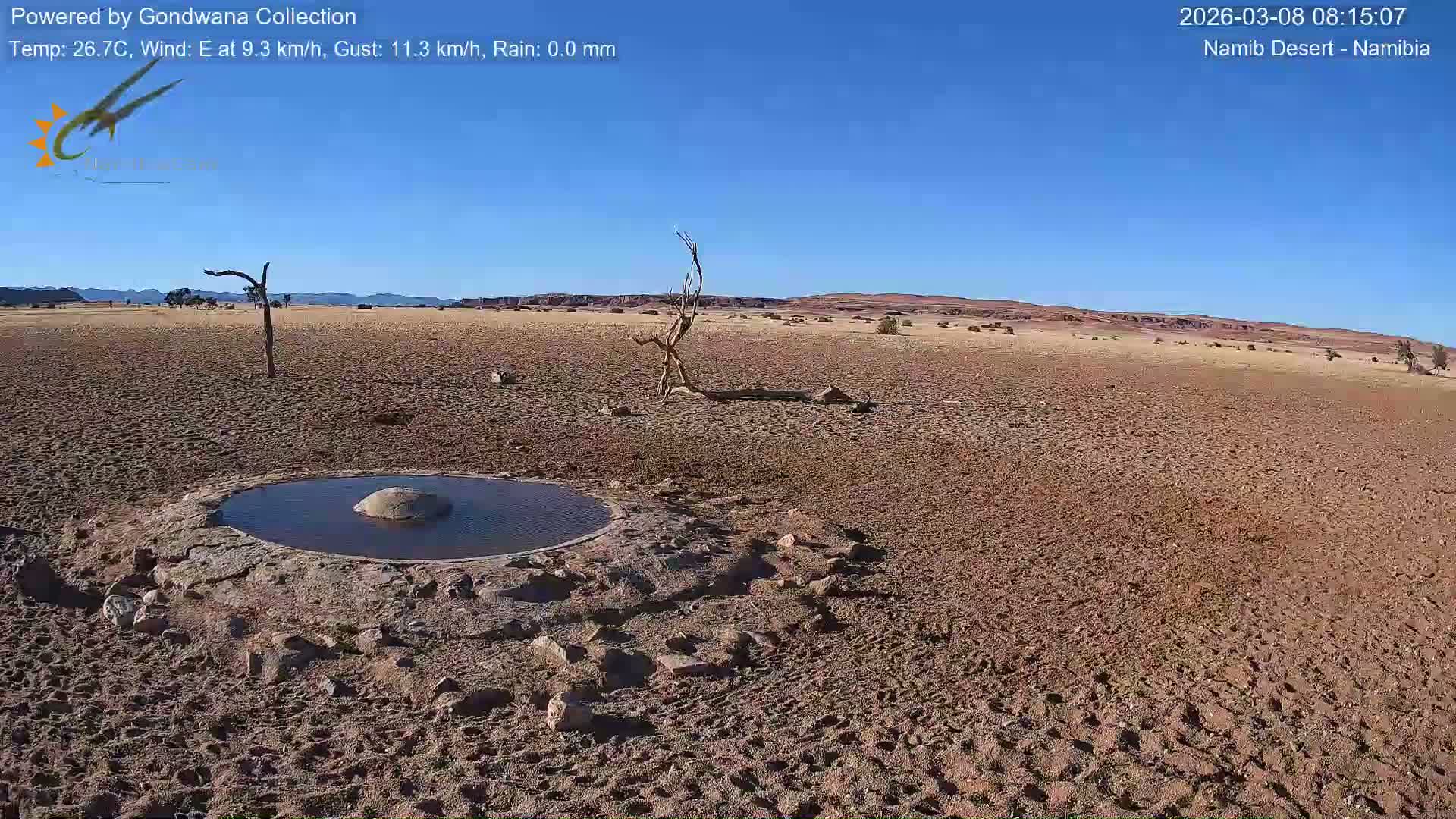 Wild Life in Namib Desert Naukluft National Park Live Cam - Maltahohe, Hardap,  Namibia