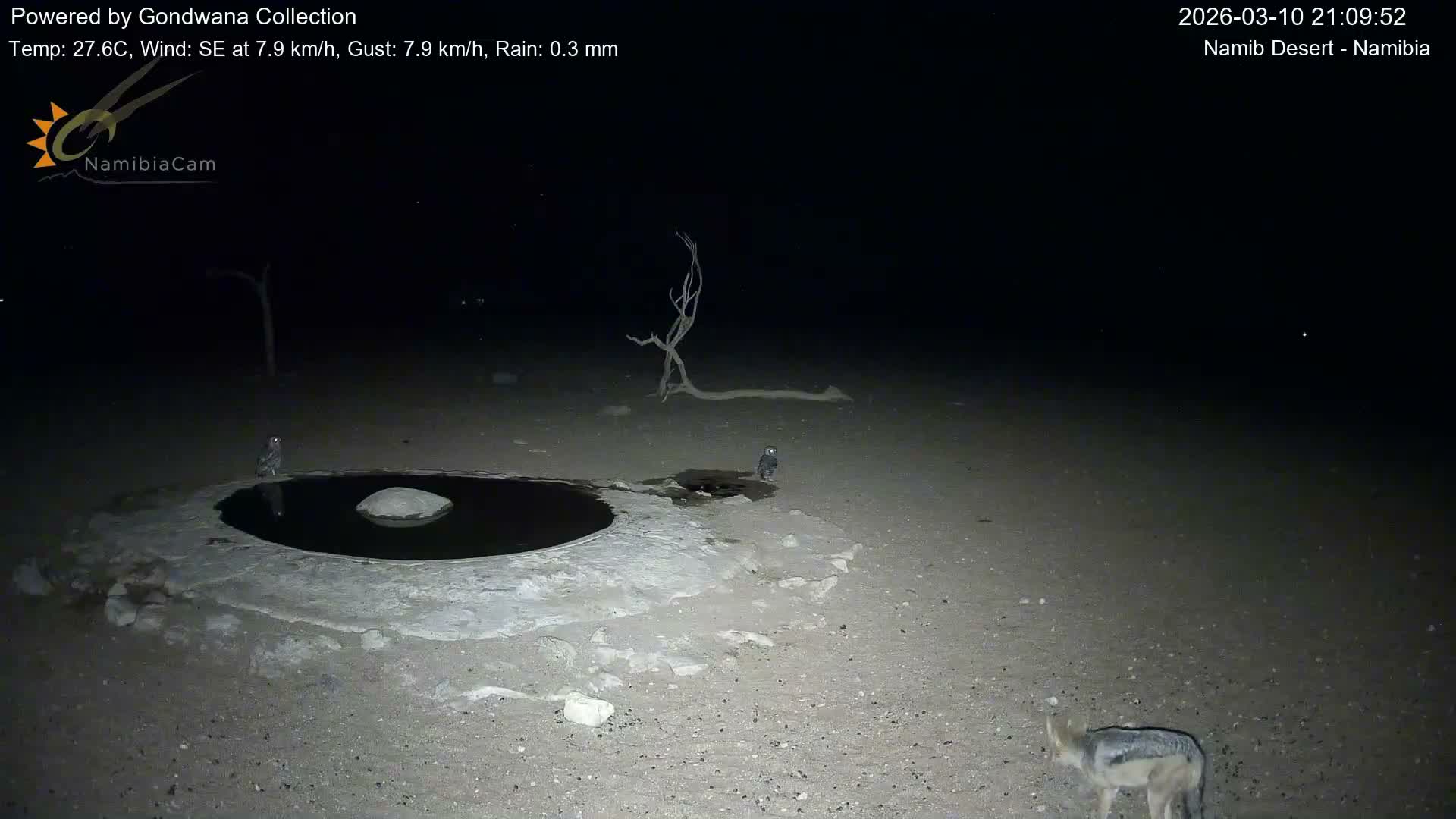 Wild Life in Namib Desert Naukluft National Park Live Cam - Maltahohe, Hardap,  Namibia