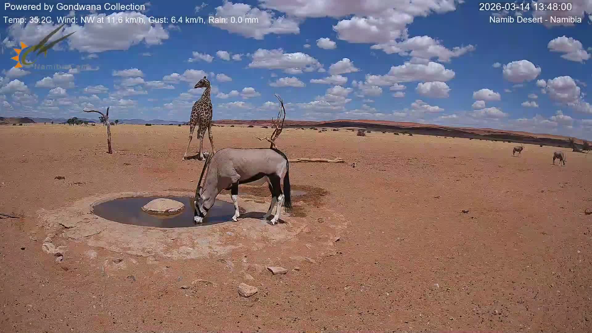 Wild Life in Namib Desert Naukluft National Park Live Cam - Maltahohe, Hardap,  Namibia