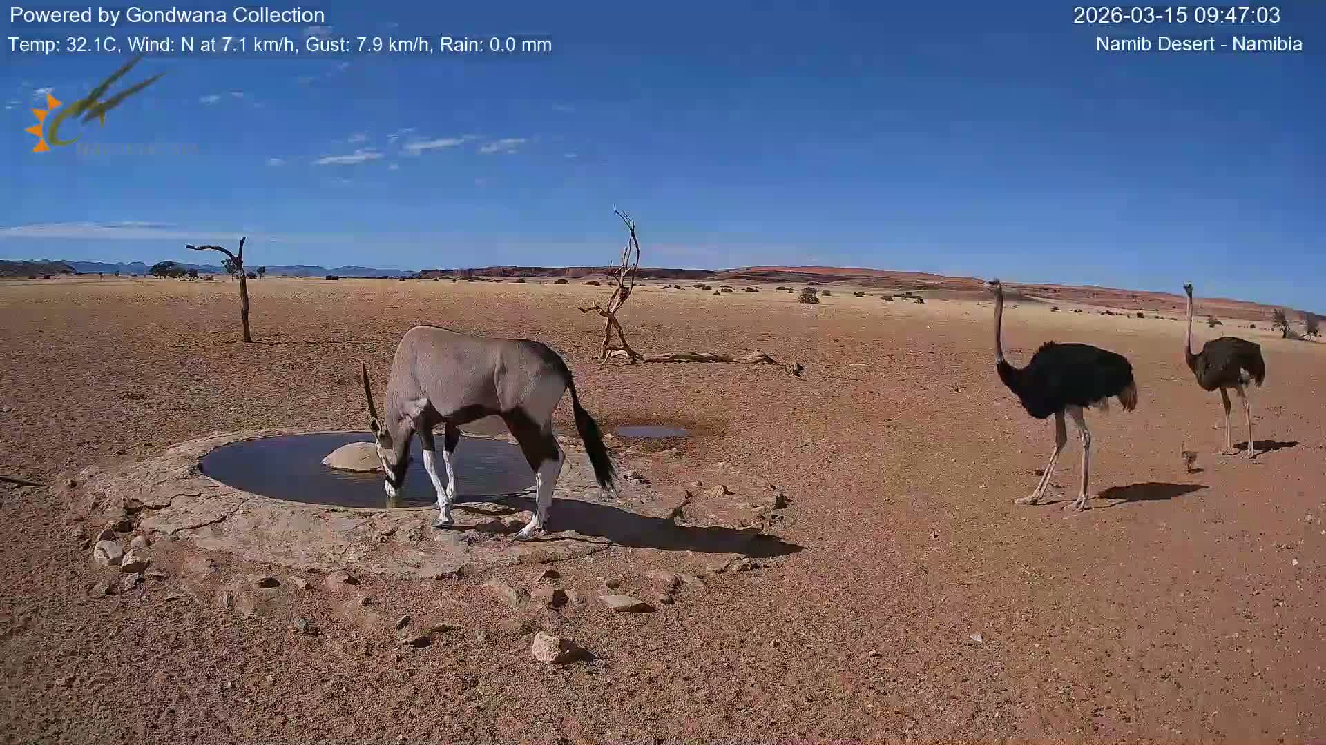 Wild Life in Namib Desert Naukluft National Park Live Cam - Maltahohe, Hardap,  Namibia