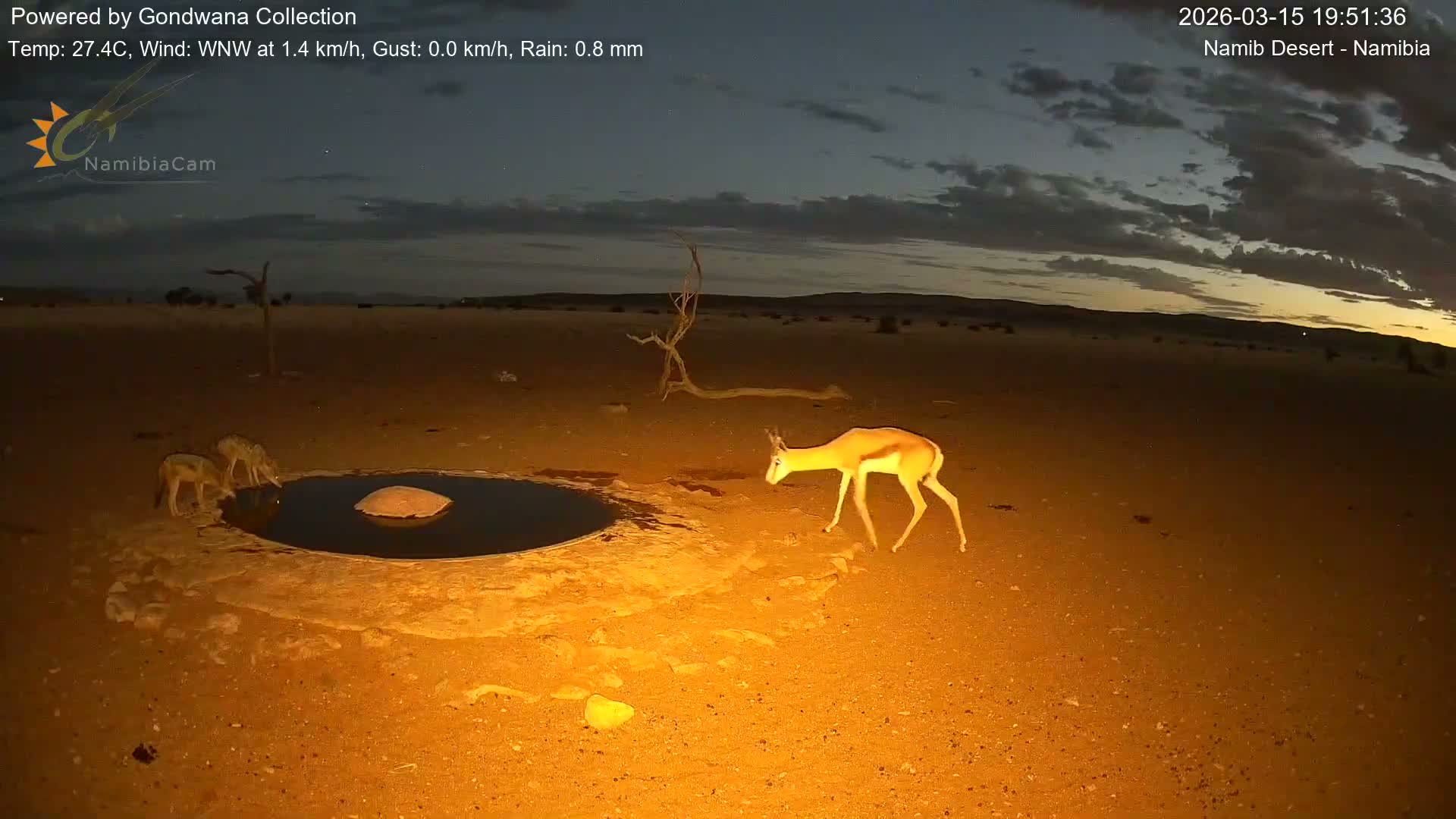Wild Life in Namib Desert Naukluft National Park Live Cam - Maltahohe, Hardap,  Namibia