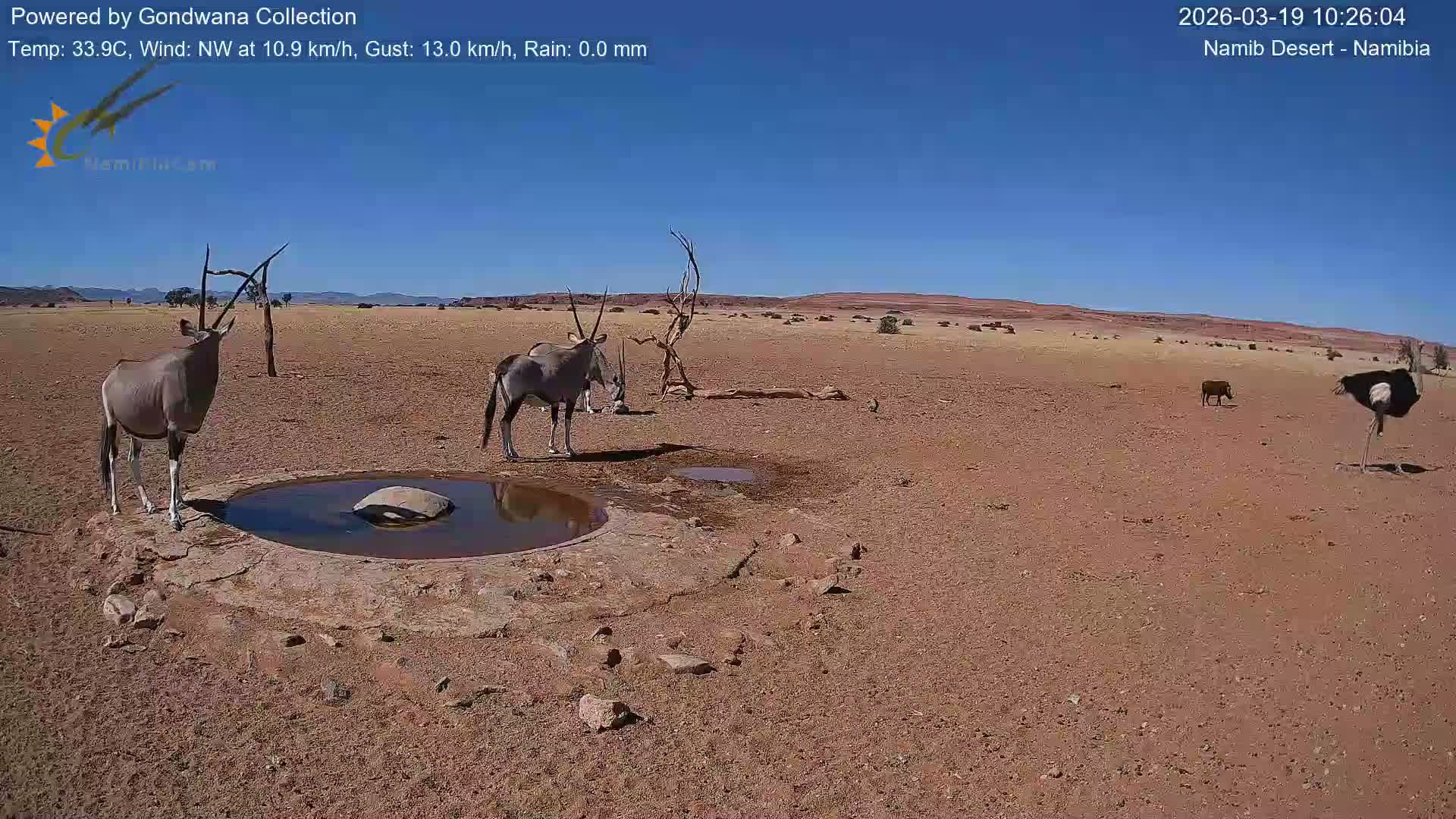 Wild Life in Namib Desert Naukluft National Park Live Cam - Maltahohe, Hardap,  Namibia