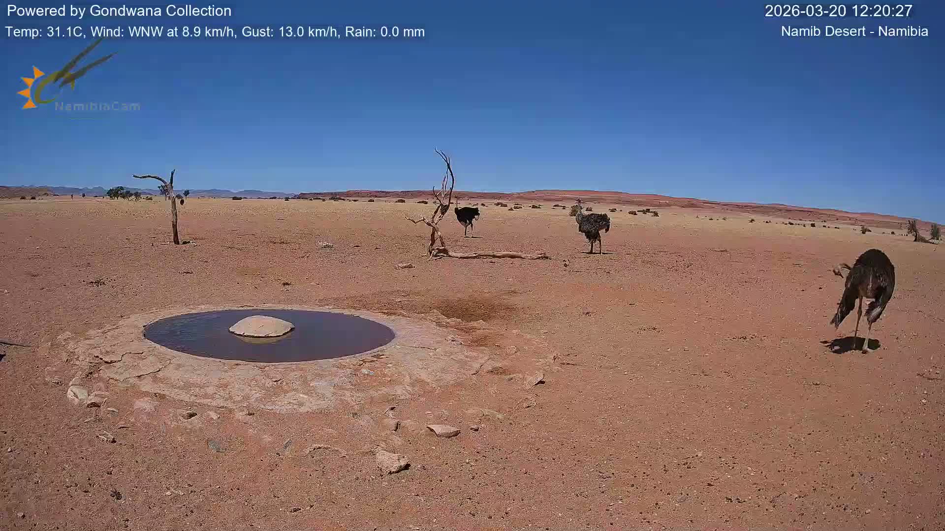 Wild Life in Namib Desert Naukluft National Park Live Cam - Maltahohe, Hardap,  Namibia