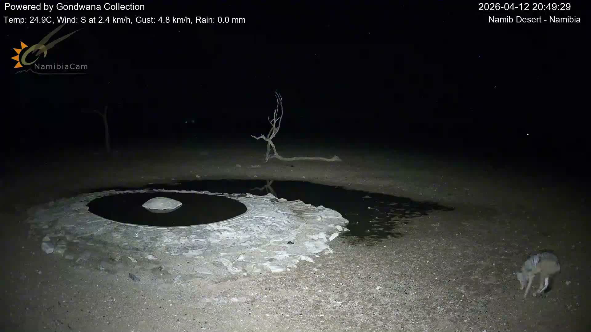 Wild Life in Namib Desert Naukluft National Park Live Cam - Maltahohe, Hardap,  Namibia
