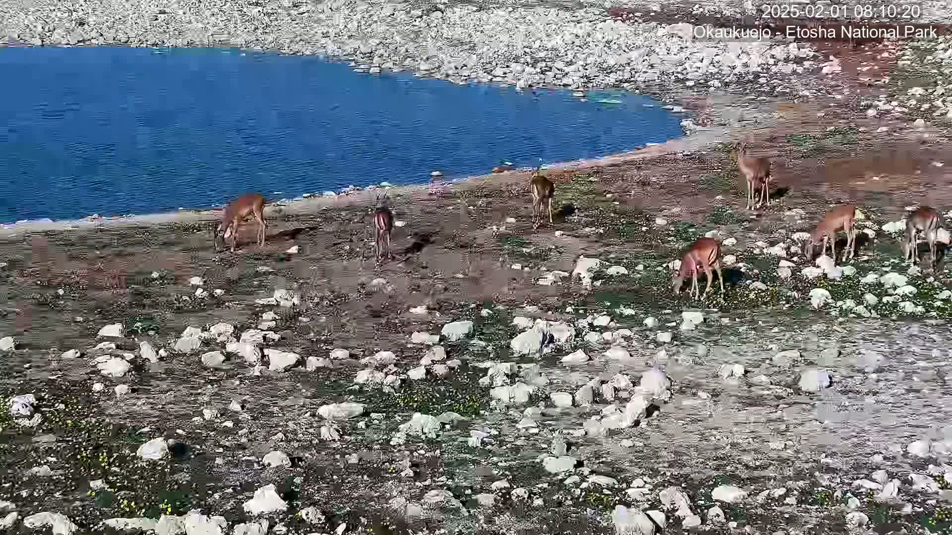 A rocky, sparsely vegetated area next to a body of blue water contains several impala grazing near the shore.