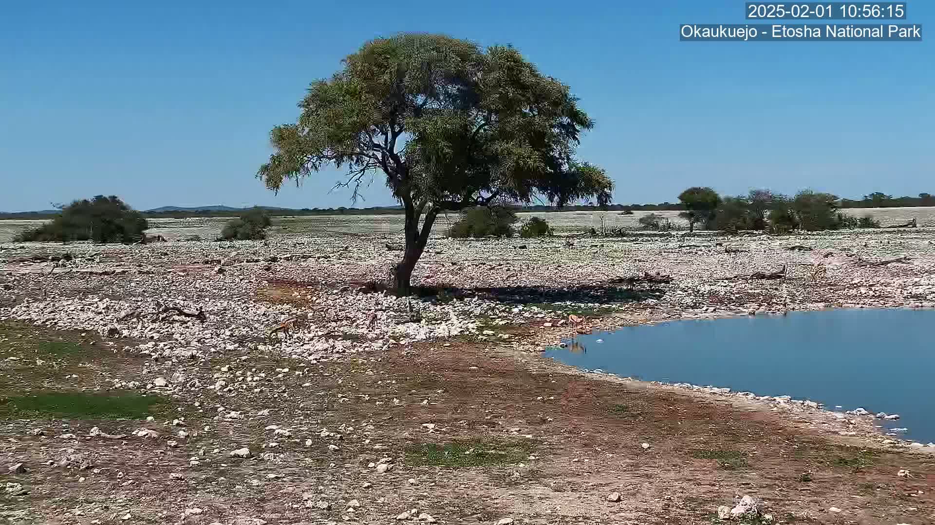 A single tree casts a shadow over a rocky, sparsely vegetated landscape containing a small, calm body of water under a clear blue sky.