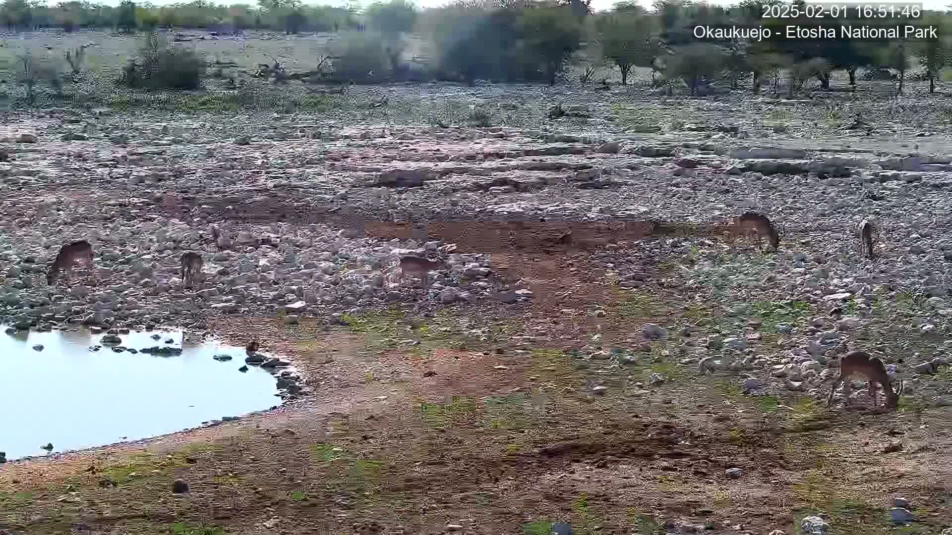 Several impala graze on a rocky, dry landscape near a small pool of water under a clear sky.
