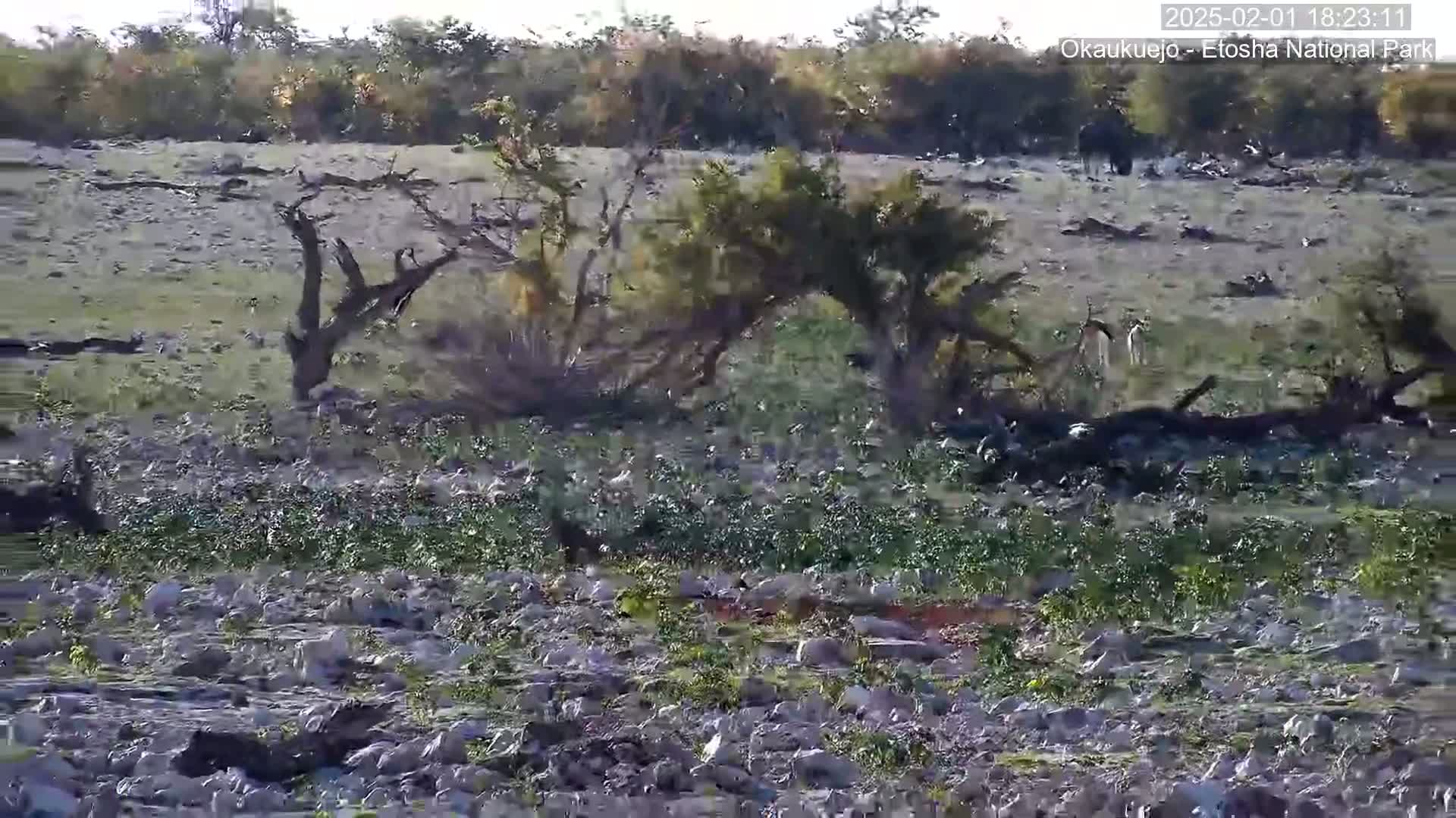 A rocky, sparsely vegetated area with scattered small shrubs and trees is populated by a large flock of birds, with a few antelope visible in the distance under a bright, sunny sky.