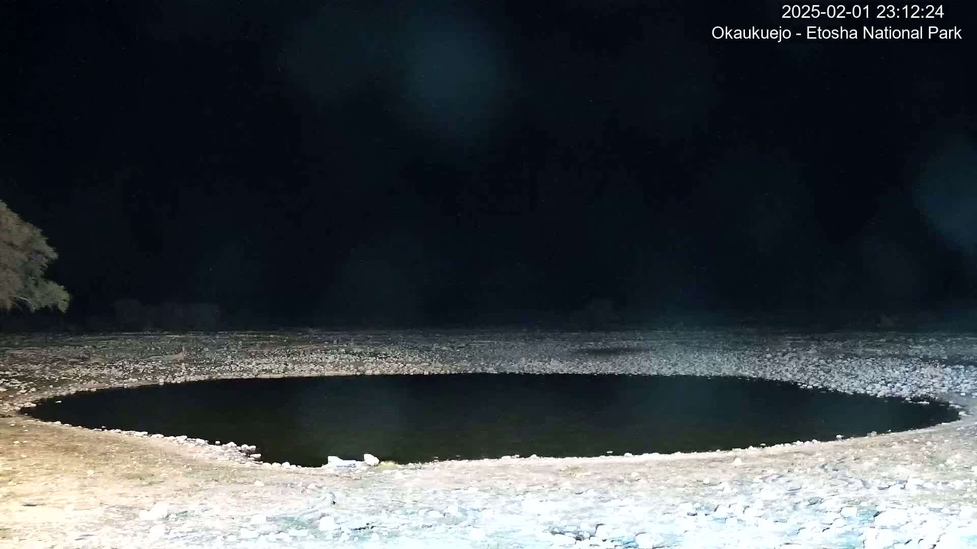 Wild Animal Life  in Okaukuejo Waterhole in Etosha National Park  -  Oshakati, Oshana, Namibia