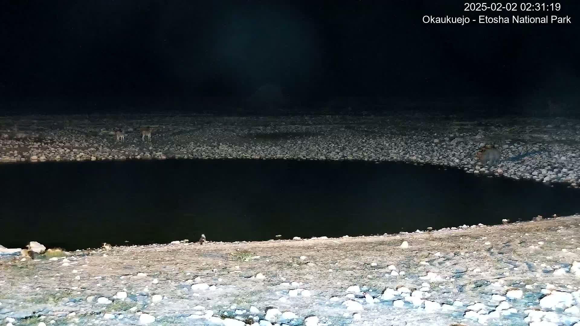 Wild Animal Life  in Okaukuejo Waterhole in Etosha National Park  -  Oshakati, Oshana, Namibia