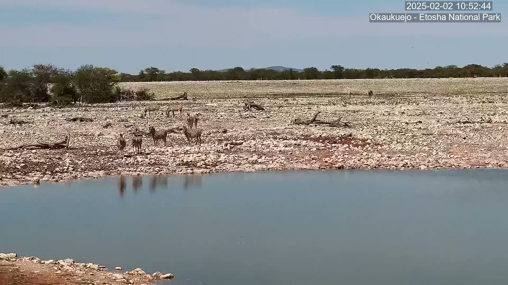 A herd of zebras stands near a calm body of water on a mostly barren, rocky plain under a clear sky.