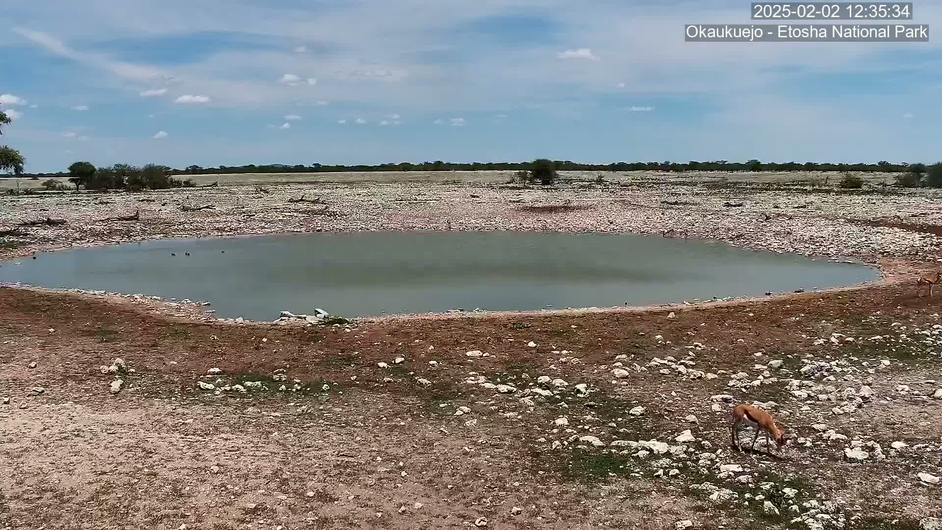 A small watering hole sits in a rocky, arid landscape under a partly cloudy sky, with a single gazelle grazing nearby.