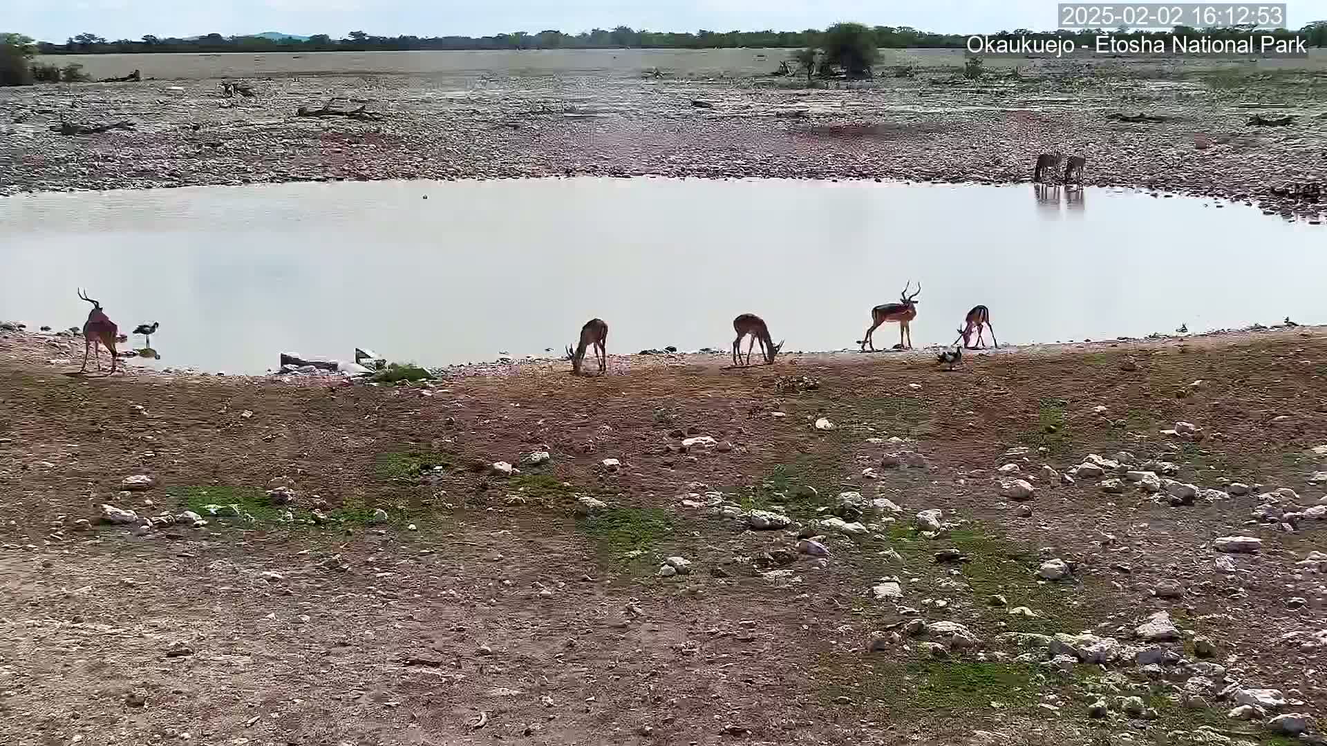 Several impala and other wildlife drink from a small watering hole on a dry, rocky plain under a bright, sunny sky.