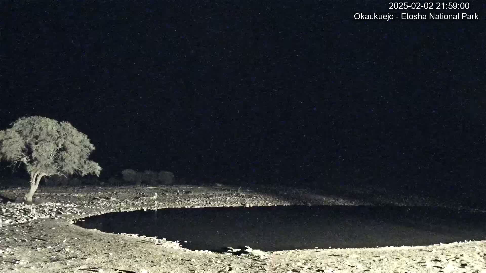 A nighttime view of a dark, still body of water next to a lone tree under a clear, starlit sky.