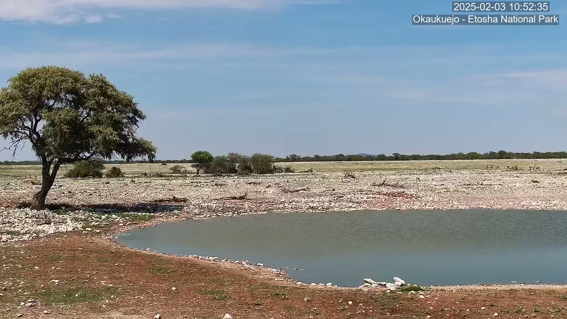 A small watering hole sits in a rocky, dry landscape under a clear blue sky, with a single tree casting a shadow to the left.