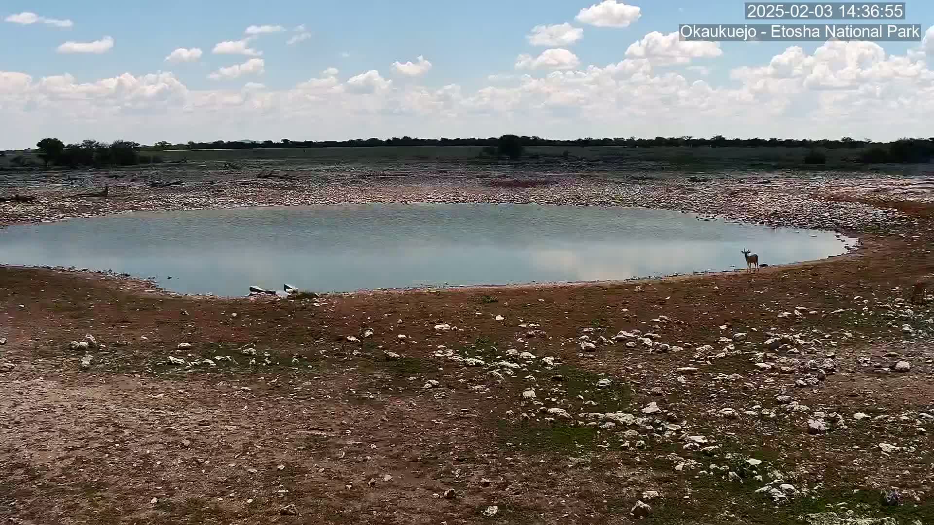 A small antelope stands near a calm, shallow pool of water on a dry, rocky plain under a partly cloudy sky.