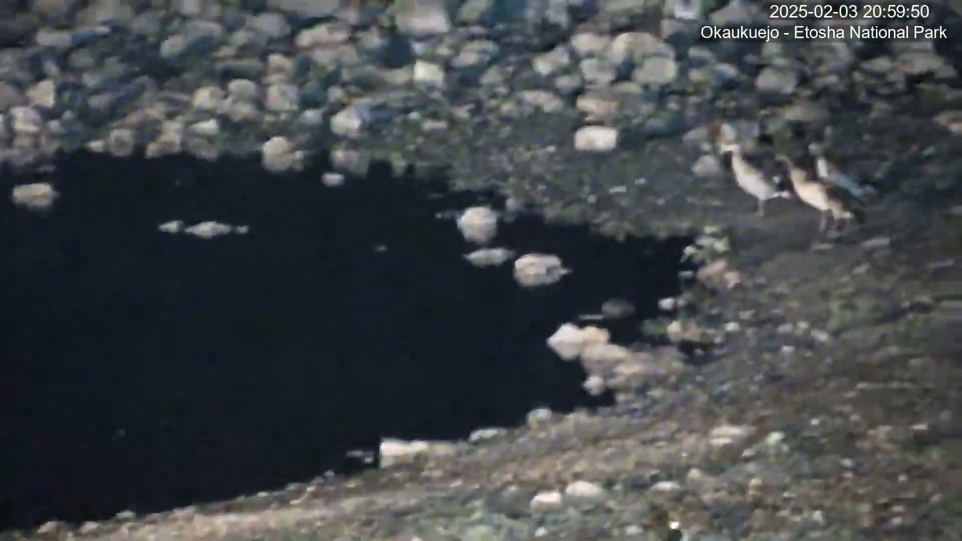 Two birds stand near a dark pool of water on a rocky, dry ground at night.