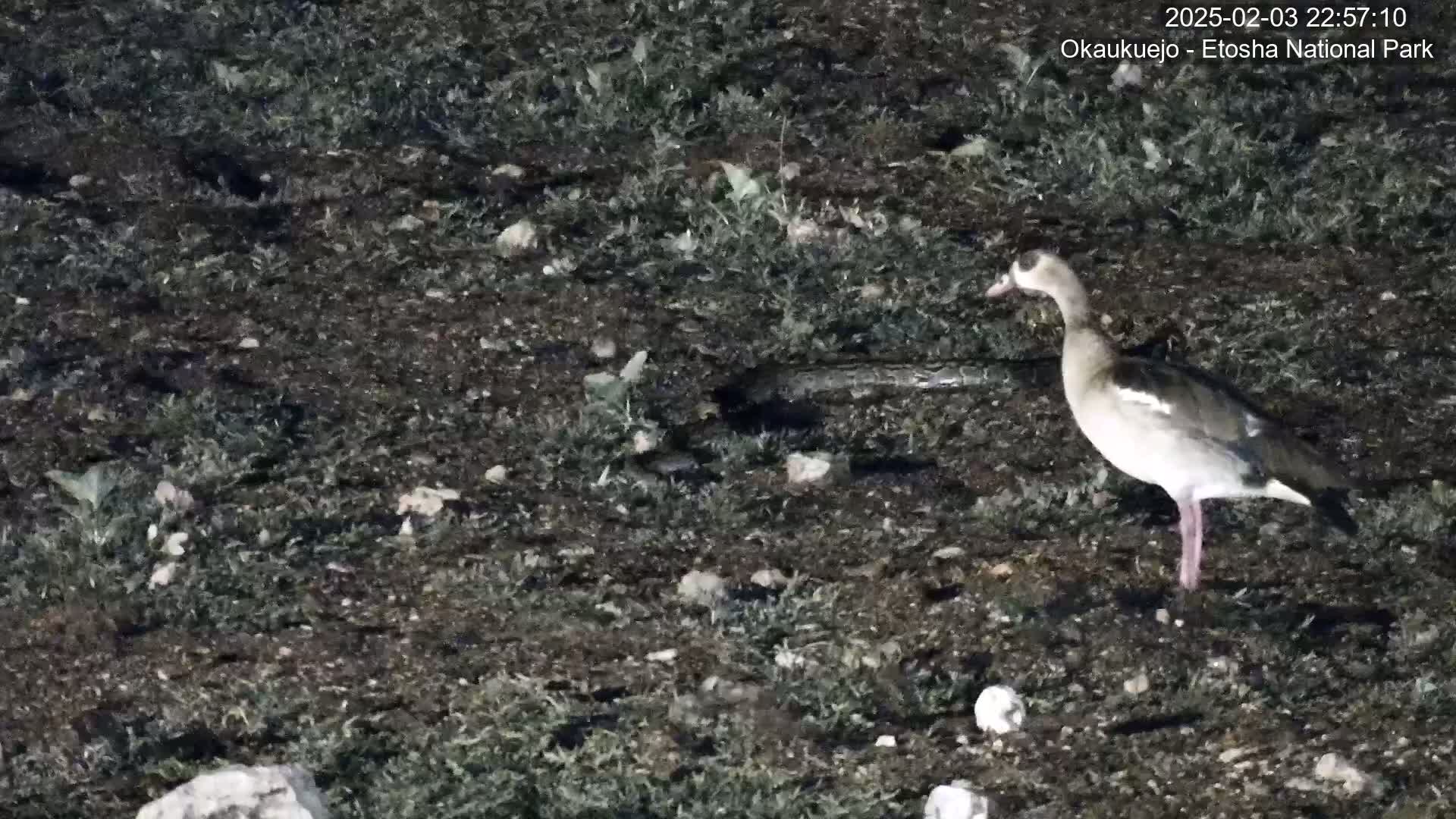 A goose stands on dark, sparsely vegetated ground at night.