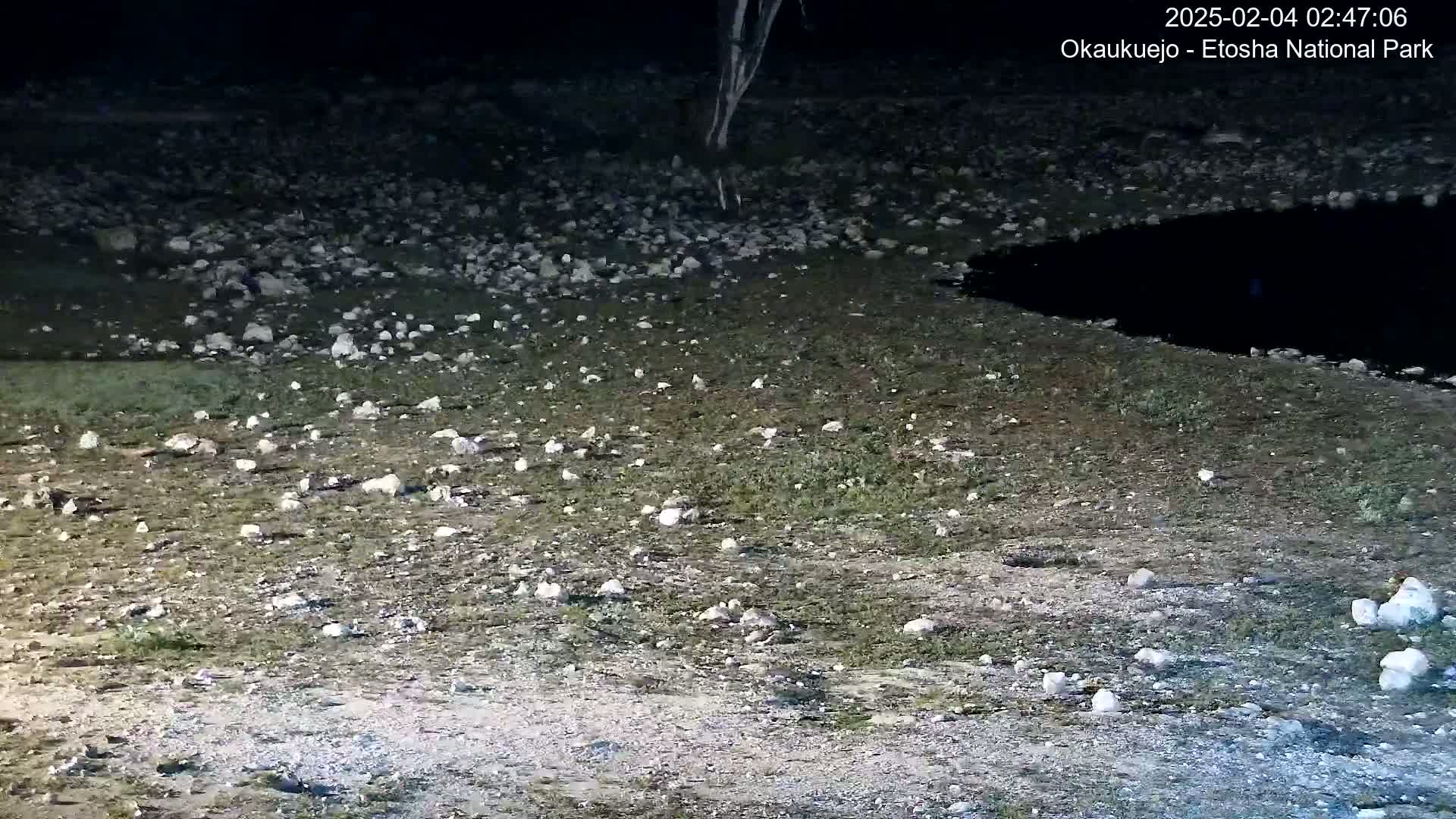 A rocky, sparsely vegetated area at night, near a dark body of water, with numerous small, light-colored objects scattered across the ground.