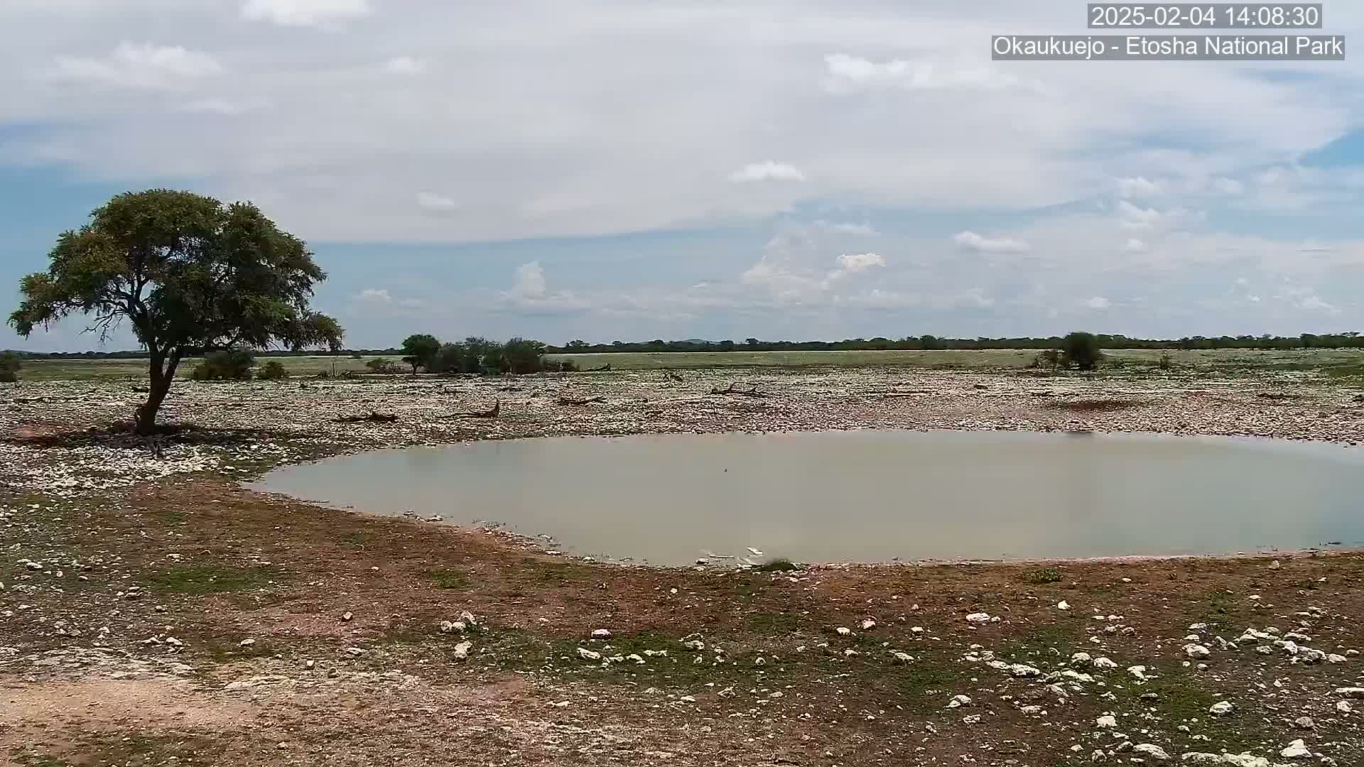 A small, shallow pool of murky water sits in a rocky, dry landscape under a partly cloudy sky, with a single tree standing near the pool.