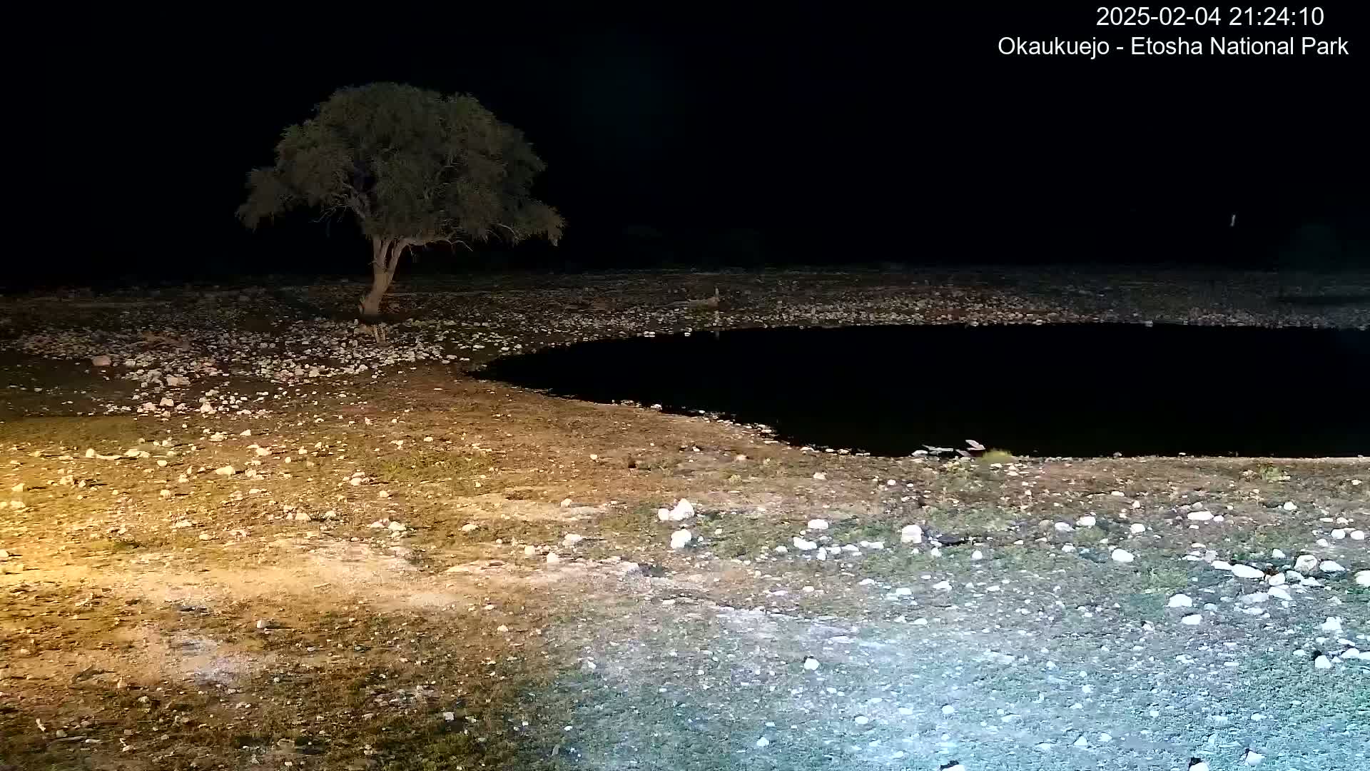 A dark, rocky landscape at night features a small, dark body of water, a lone tree, and some sparse vegetation under a clear, starless sky.