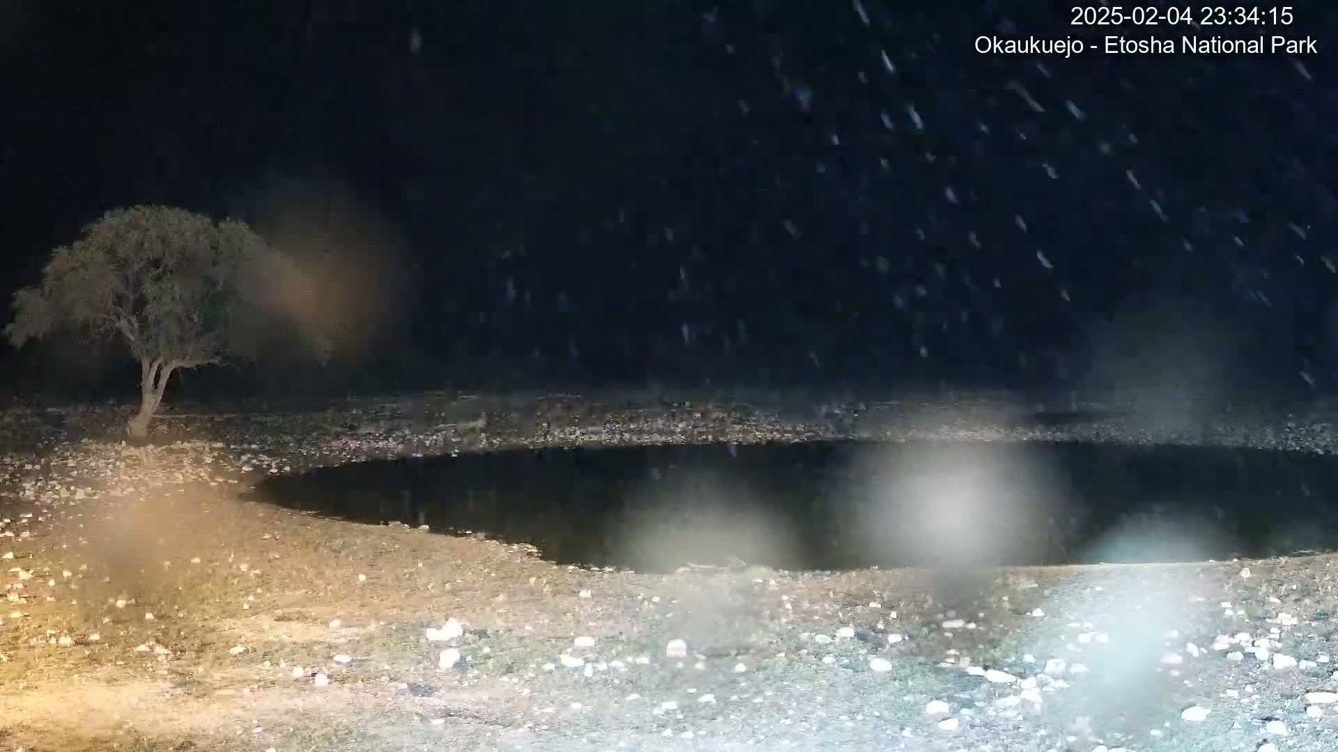 A small tree stands near a dark pool of water in a rocky, sparsely vegetated area at night during a light rain.