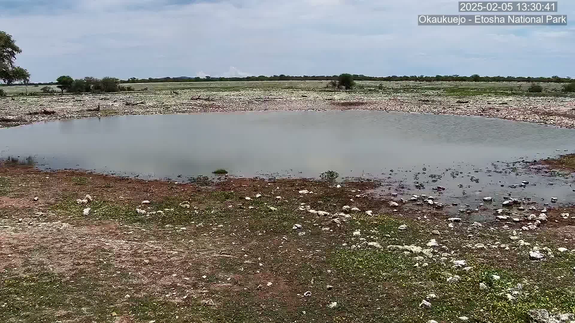 A shallow, muddy pool of water sits in a rocky, sparsely vegetated area under a partly cloudy sky.
