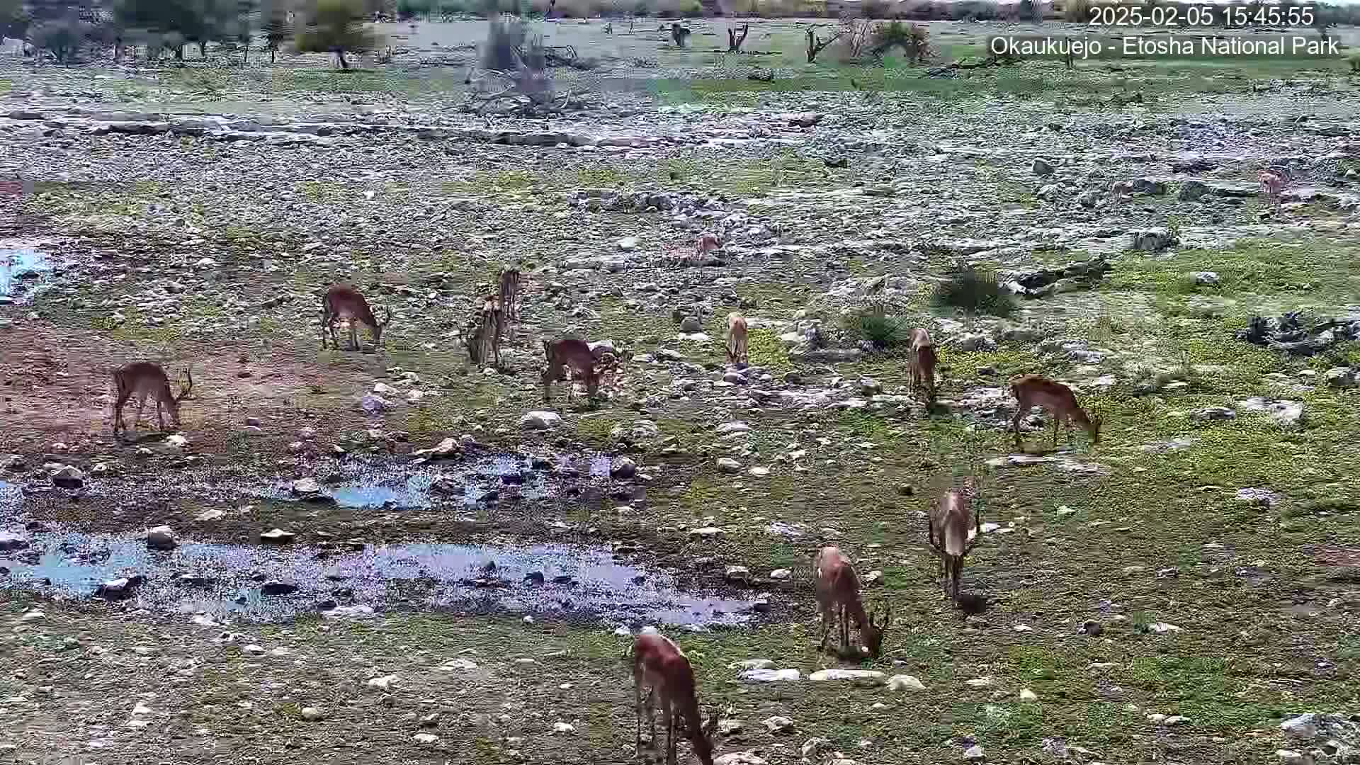 Wild Animal Life  in Okaukuejo Waterhole in Etosha National Park  -  Oshakati, Oshana, Namibia