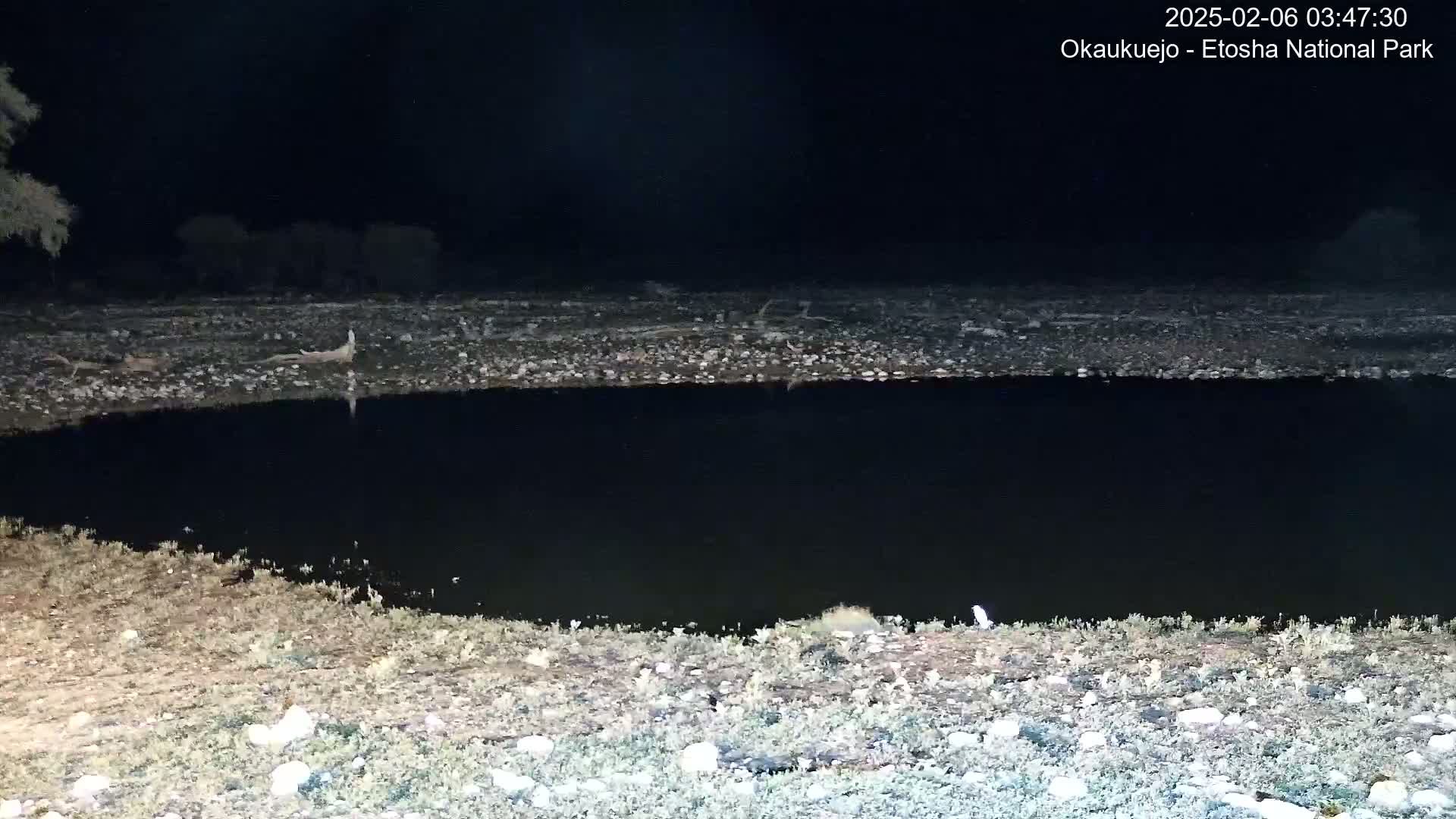 Wild Animal Life  in Okaukuejo Waterhole in Etosha National Park  -  Oshakati, Oshana, Namibia