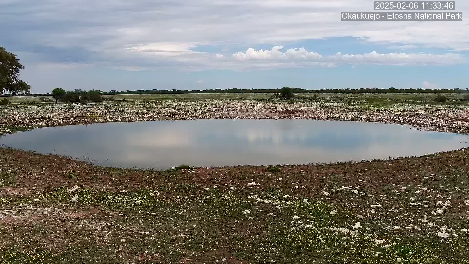Wild Animal Life  in Okaukuejo Waterhole in Etosha National Park  -  Oshakati, Oshana, Namibia