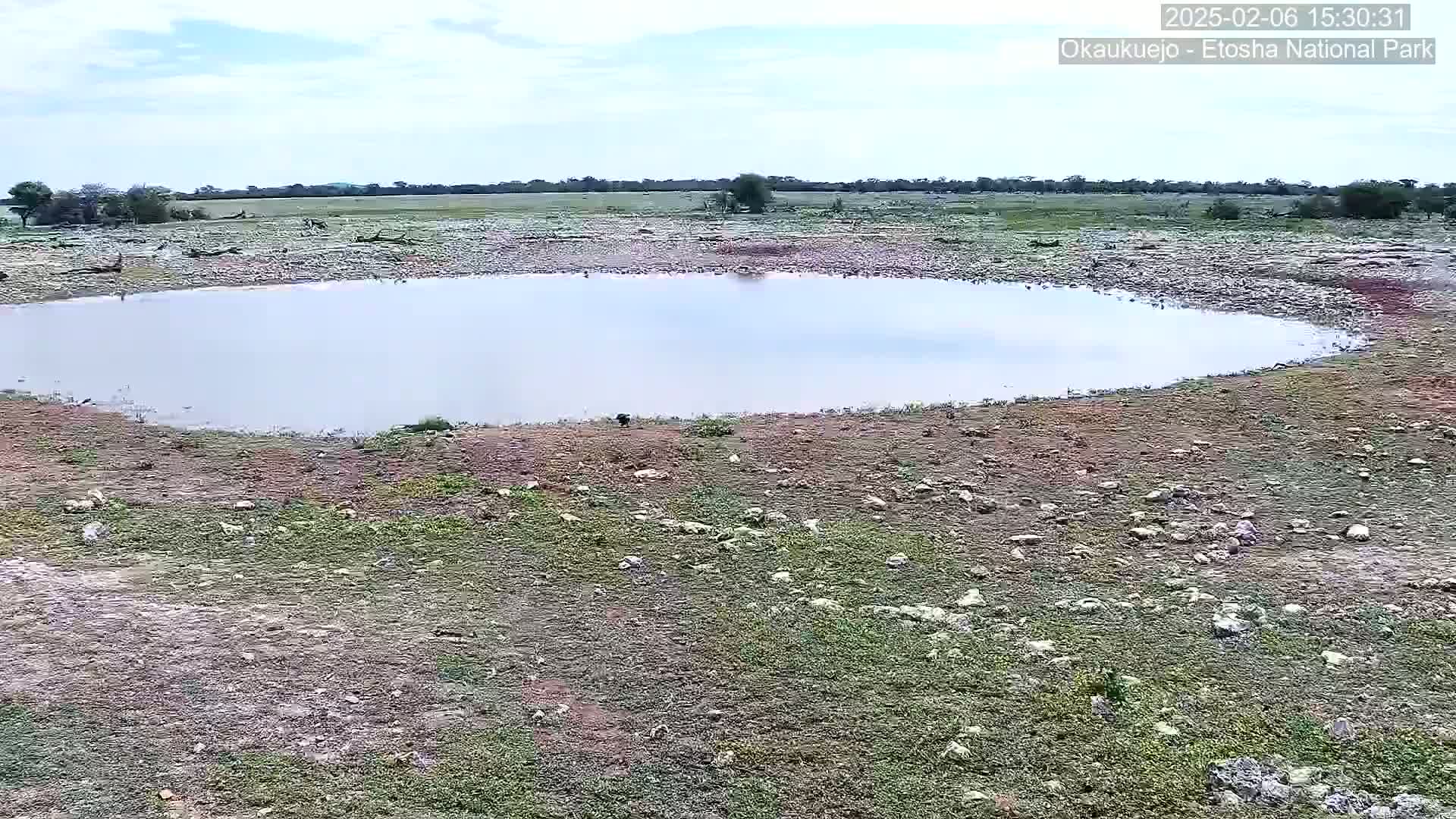 Wild Animal Life  in Okaukuejo Waterhole in Etosha National Park  -  Oshakati, Oshana, Namibia