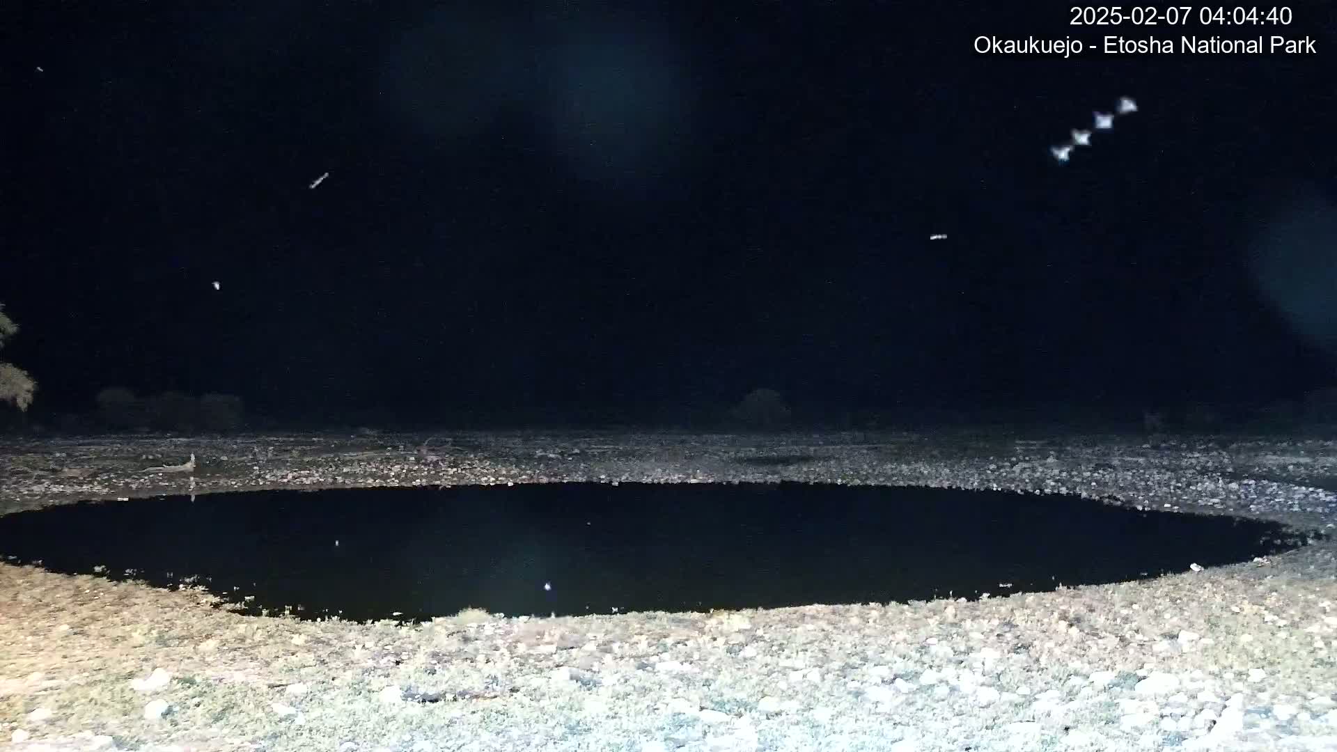 Wild Animal Life  in Okaukuejo Waterhole in Etosha National Park  -  Oshakati, Oshana, Namibia