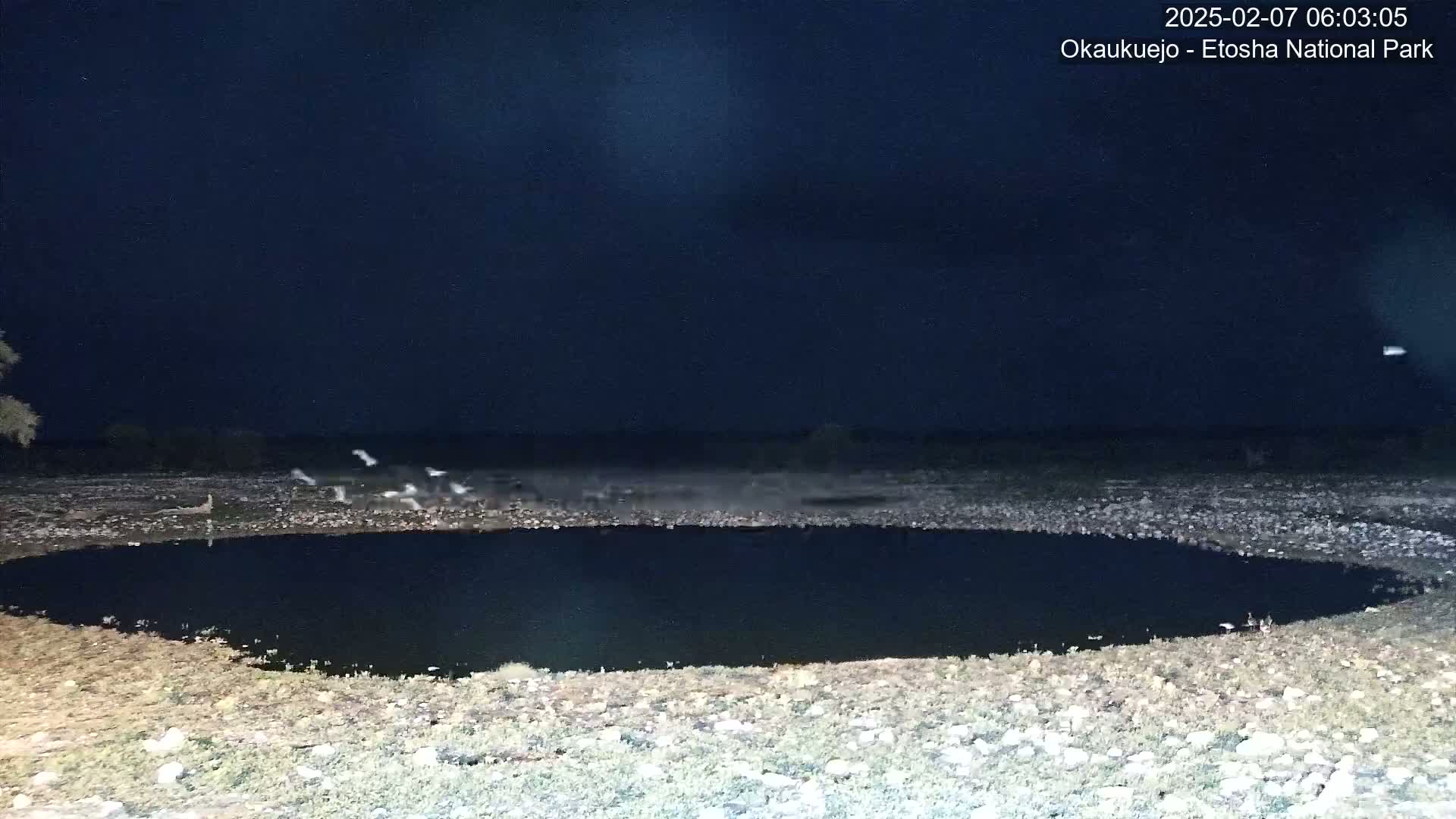 Wild Animal Life  in Okaukuejo Waterhole in Etosha National Park  -  Oshakati, Oshana, Namibia