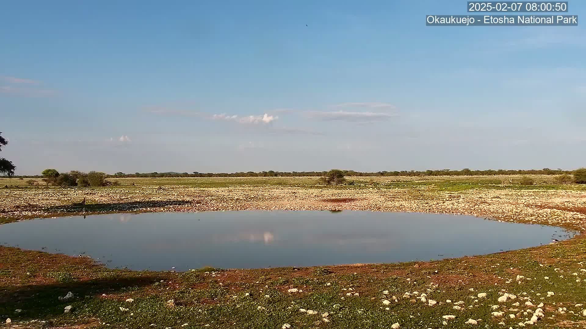 Wild Animal Life  in Okaukuejo Waterhole in Etosha National Park  -  Oshakati, Oshana, Namibia