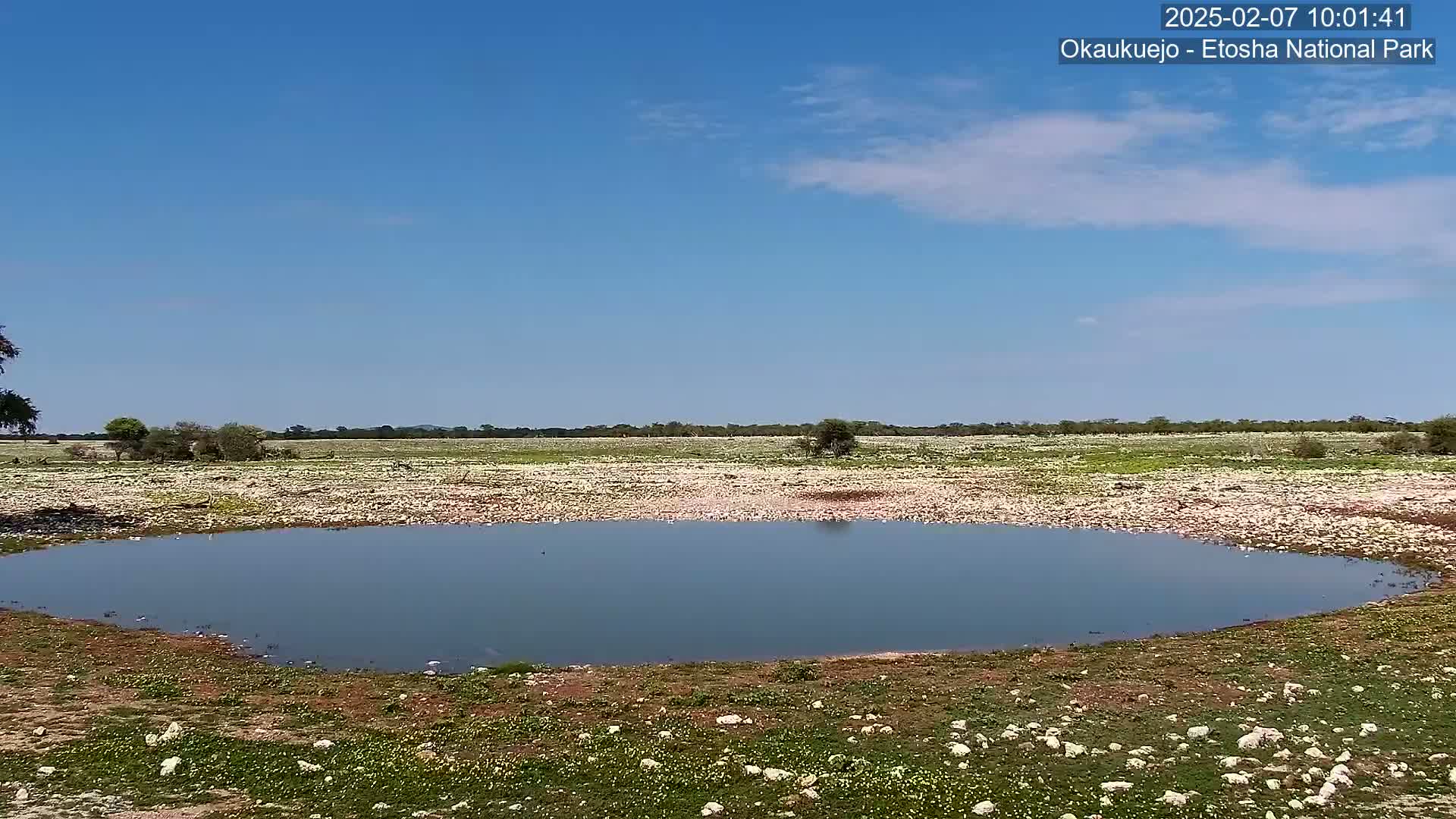 Wild Animal Life  in Okaukuejo Waterhole in Etosha National Park  -  Oshakati, Oshana, Namibia
